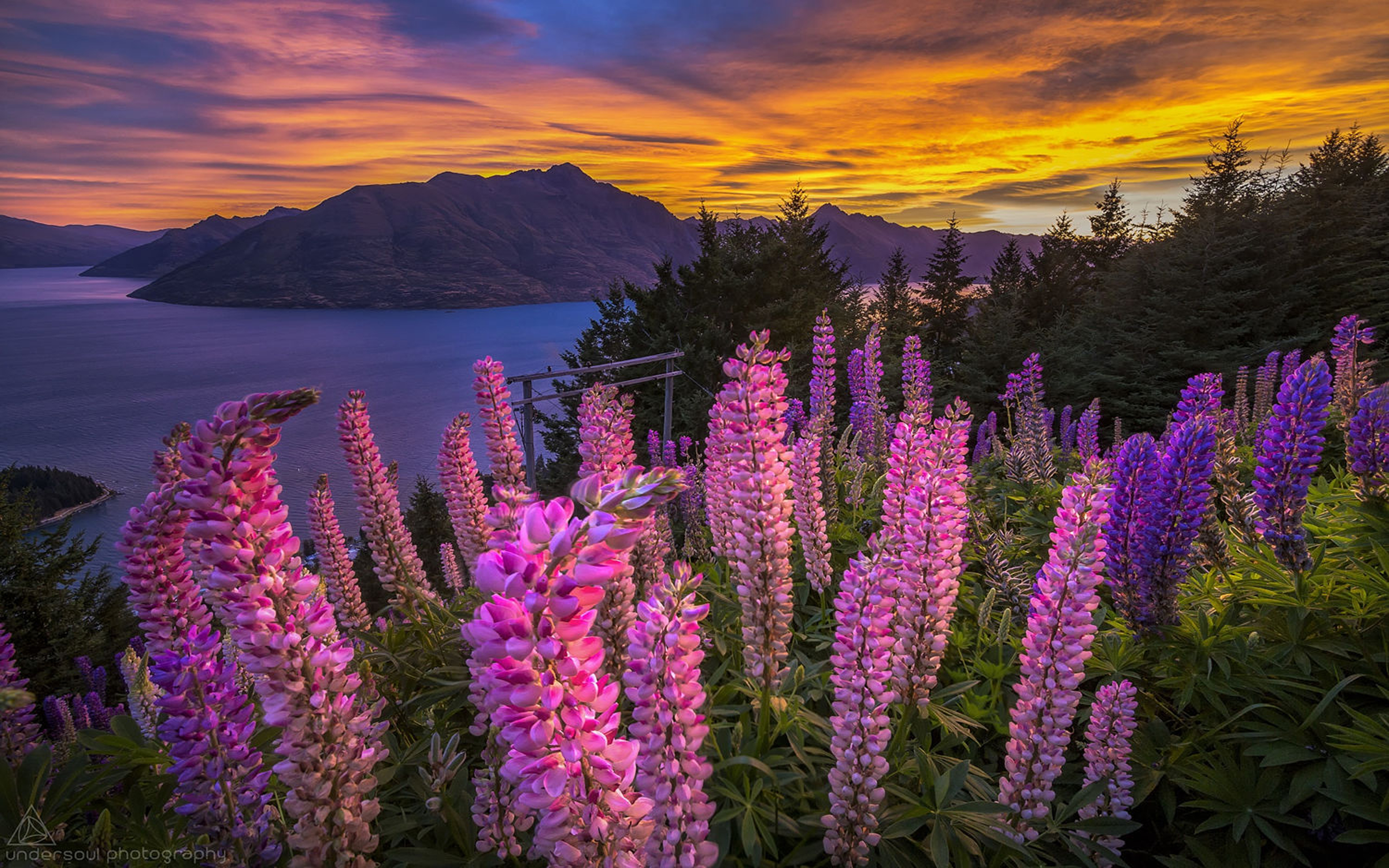 Pink Flowers Lupins Lake Mountains Sunset Red Sky Beautiful Hd