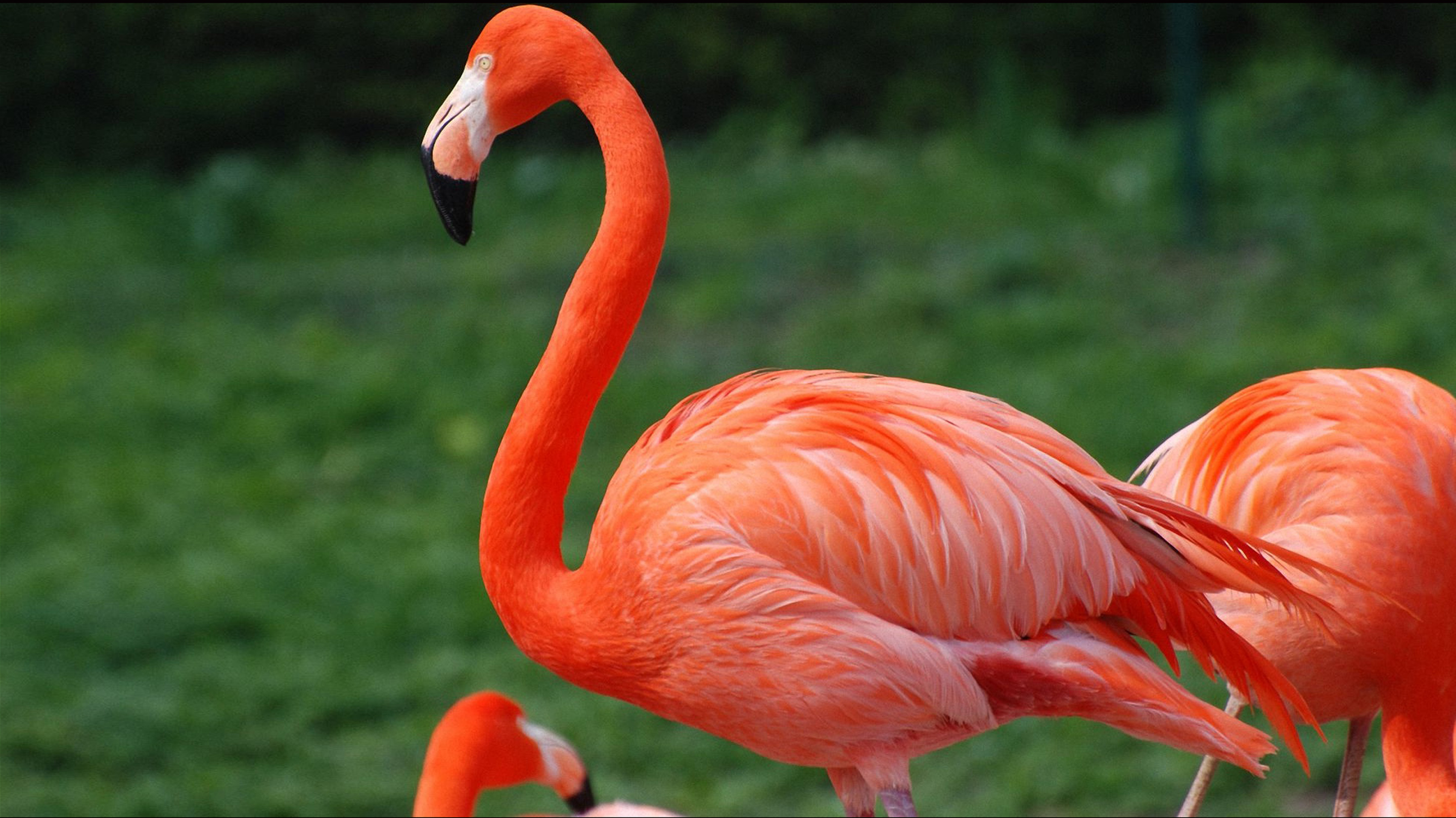 Red Flamingo Desktop Wallpaper Hd For Mobile Phones And Laptop