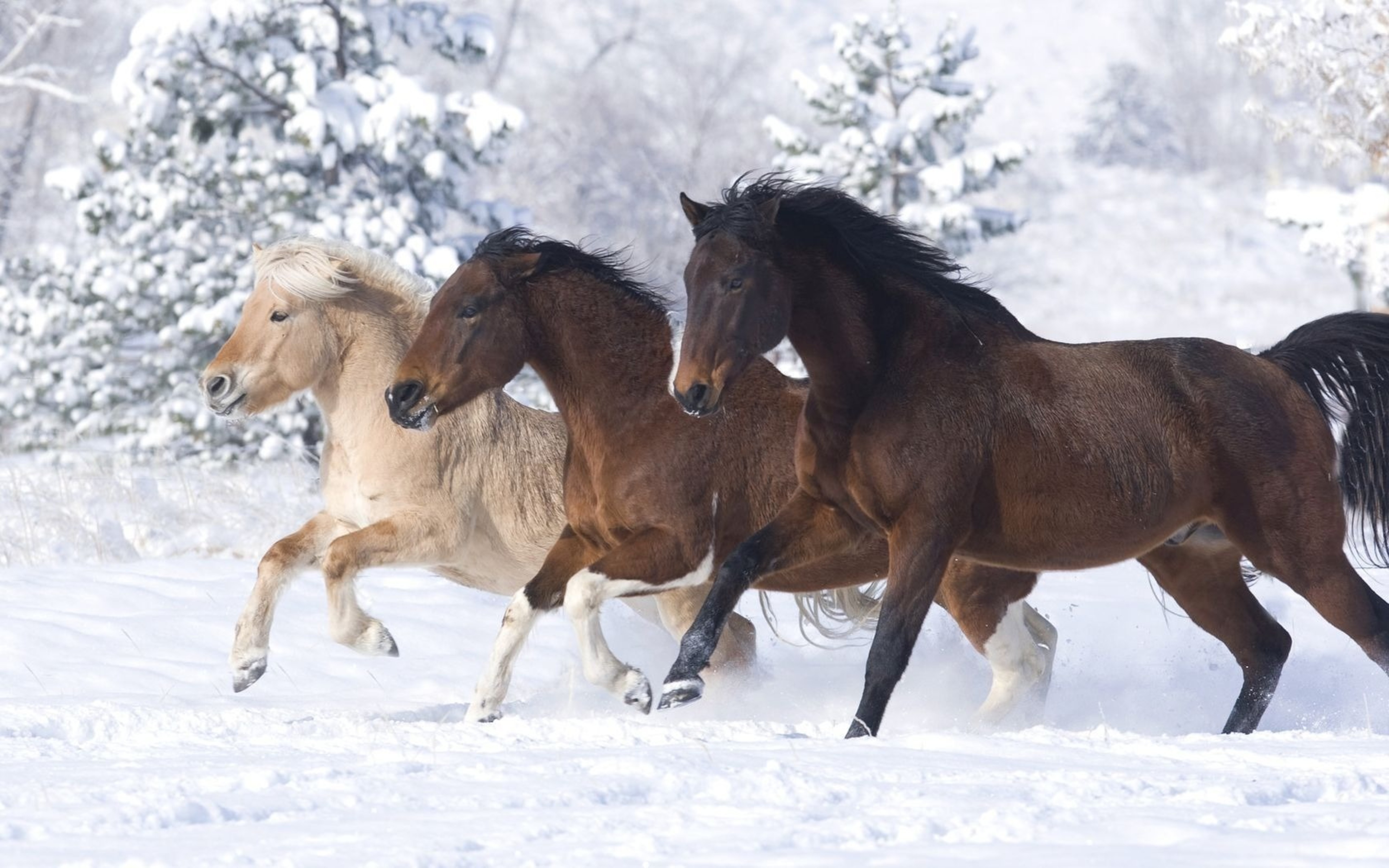 Three Beautiful Horses Of Different Colors Running In Snow