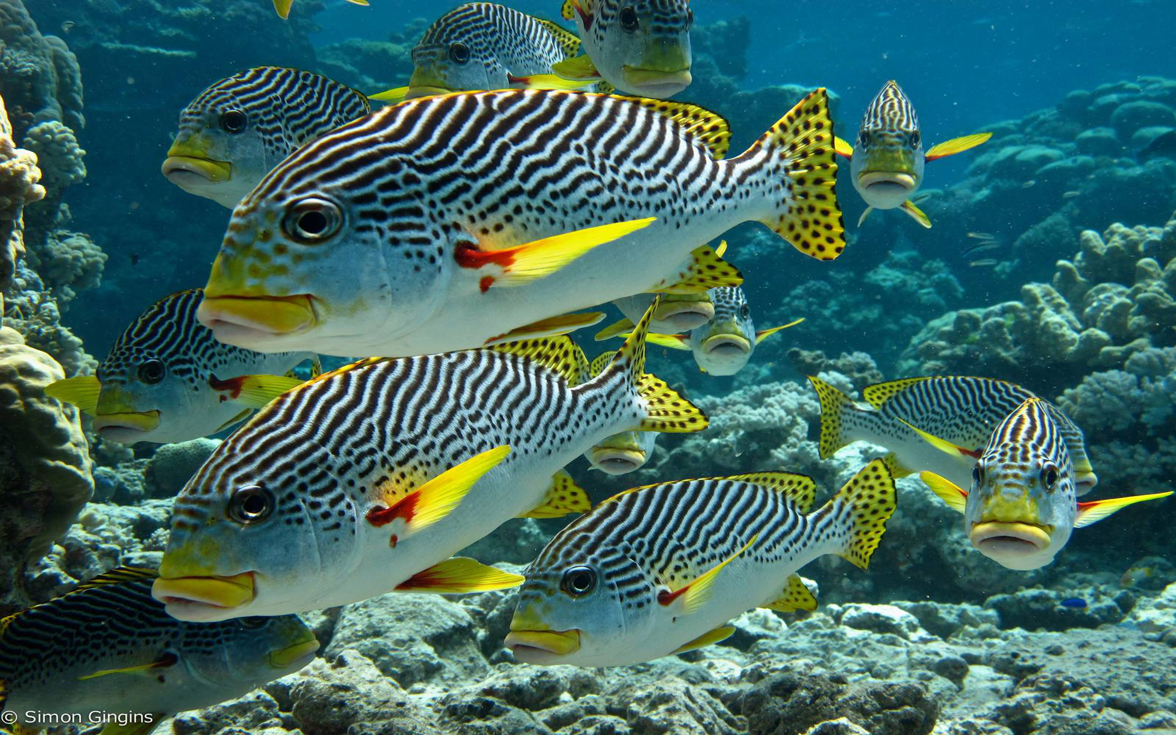 Zebra Tropical Fish Underwater Sea Life Diagonal Banded Sweetlips