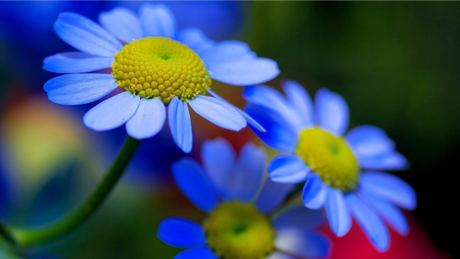 Blue Yellow Flowers Petals Nature Hd Wallpaper Download ...