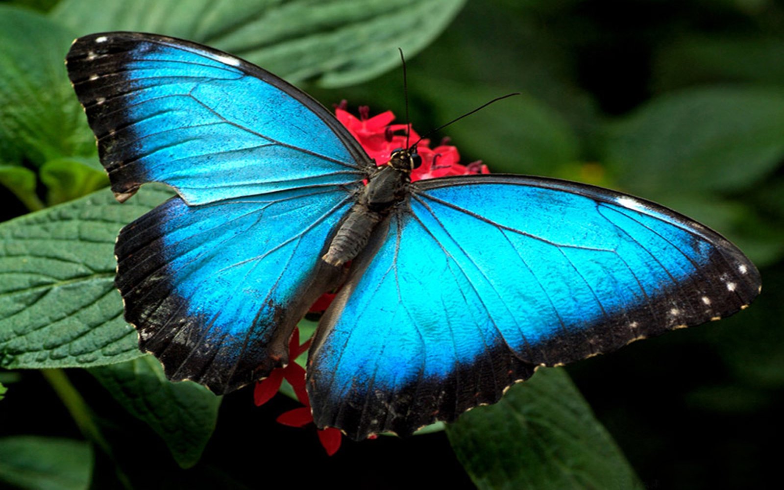 Blue Butterflies Wallpaper Hd : Wallpapers13.com