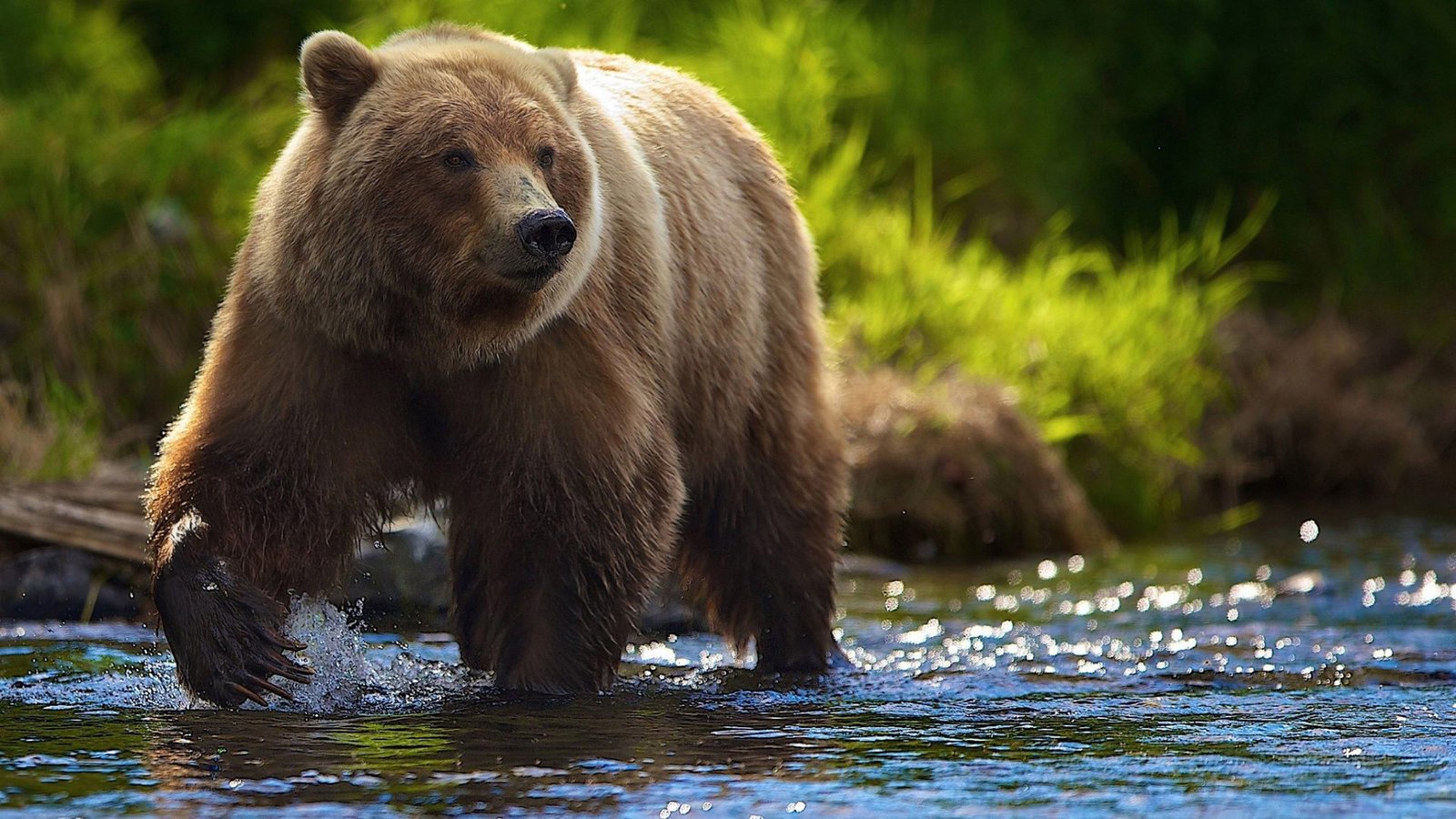 Brown Bear River In Search Of Food Hd Wallpaper : Wallpapers13.com