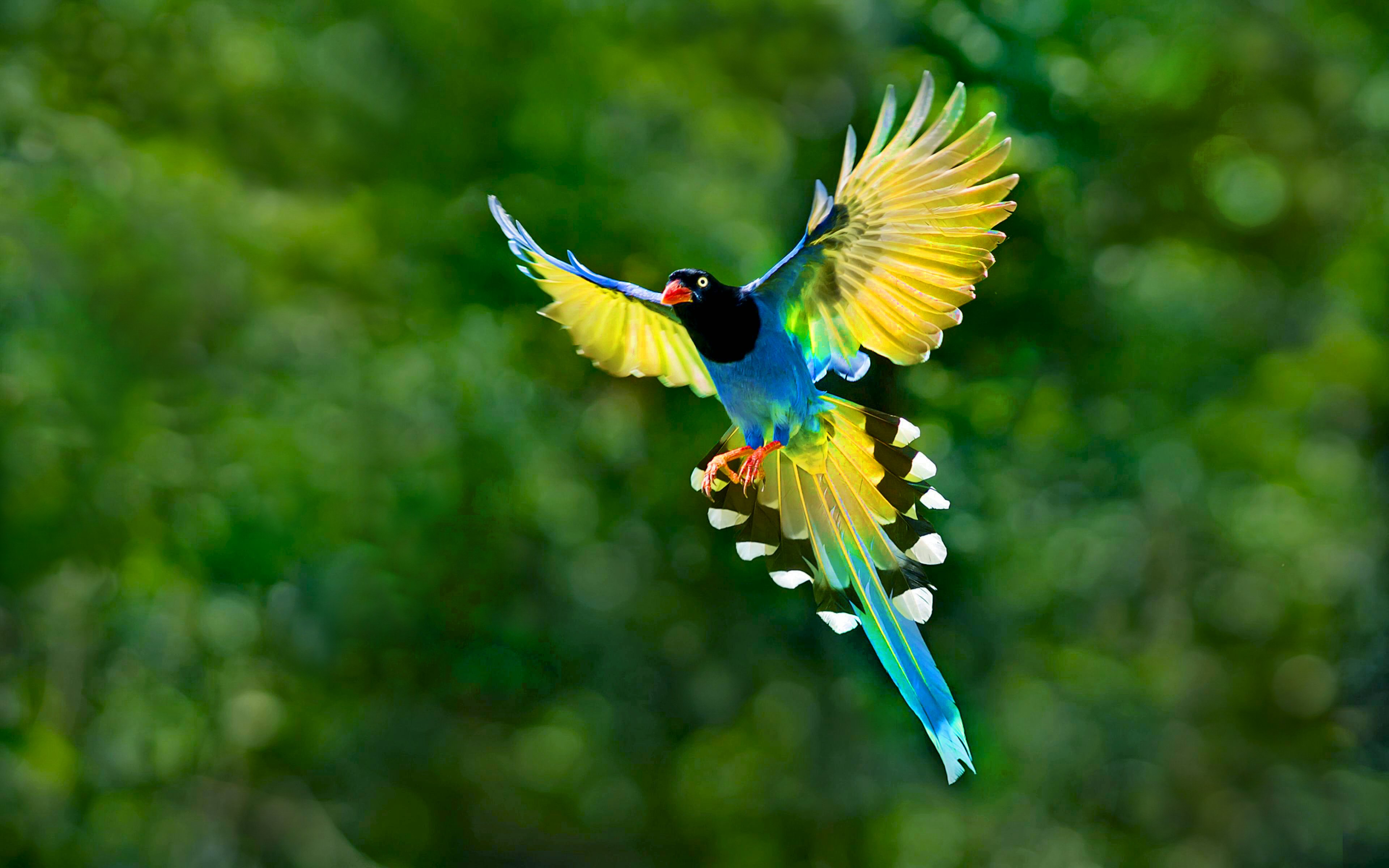 Colorful Toucan Bird Flying Spread Wings Tail Hd Desktop
