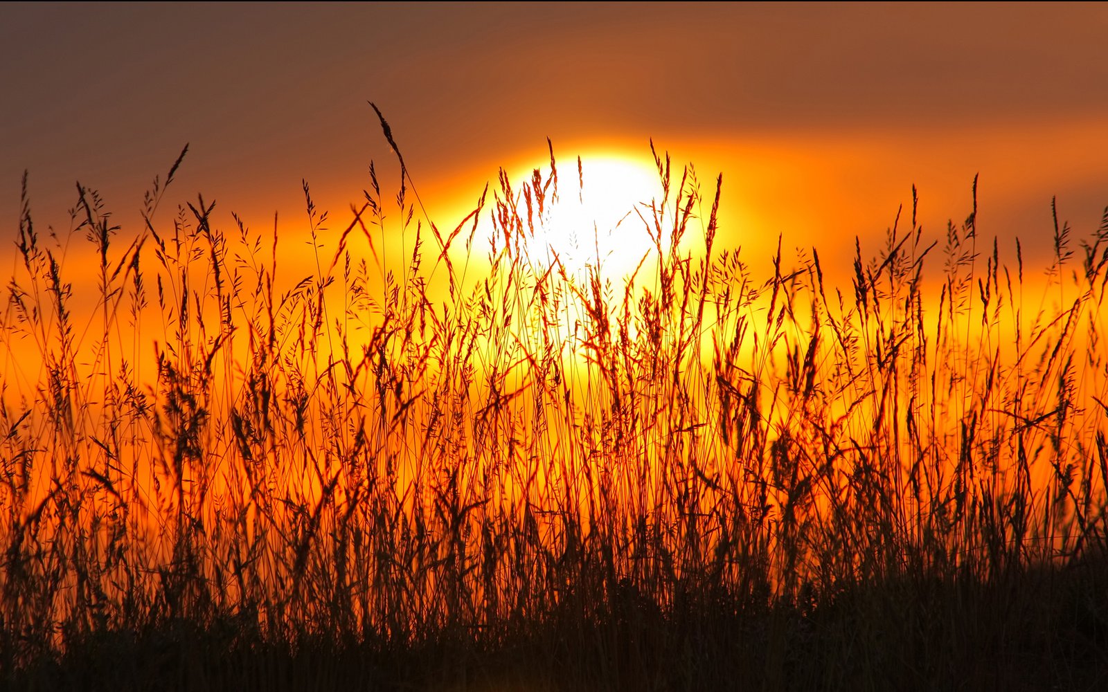 Dry Grass Red Sky Sunset Hd Wallpaper With Warm Colors : Wallpapers13.com