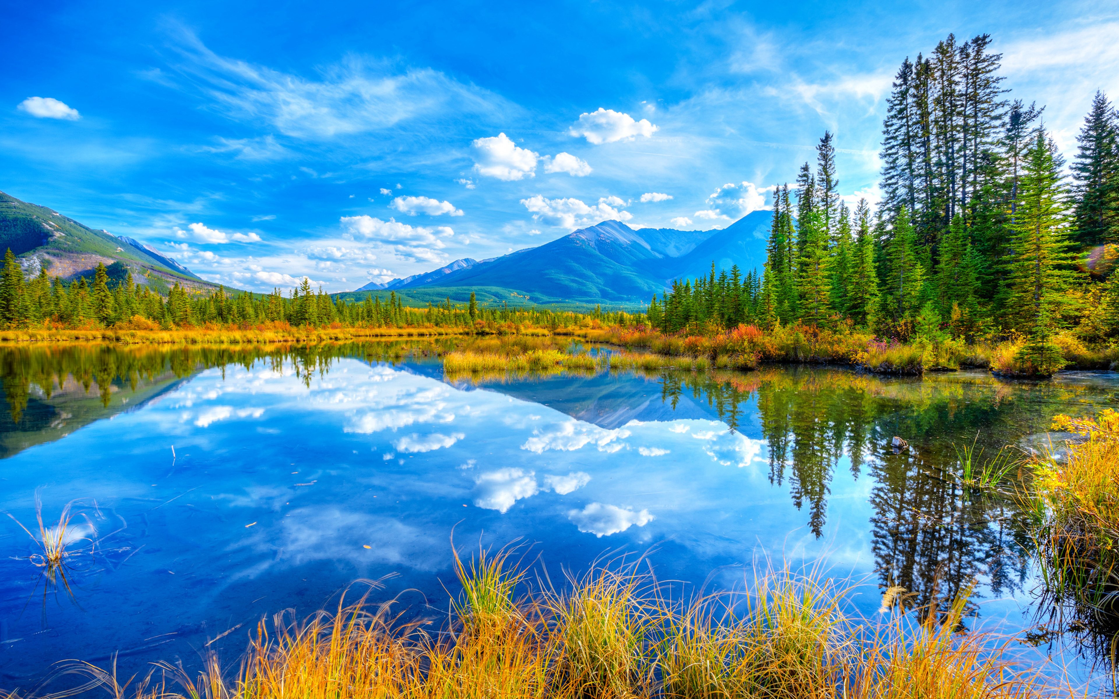 Lake And Yellow Grass, Pine Trees, Reflecting The Blue Sky
