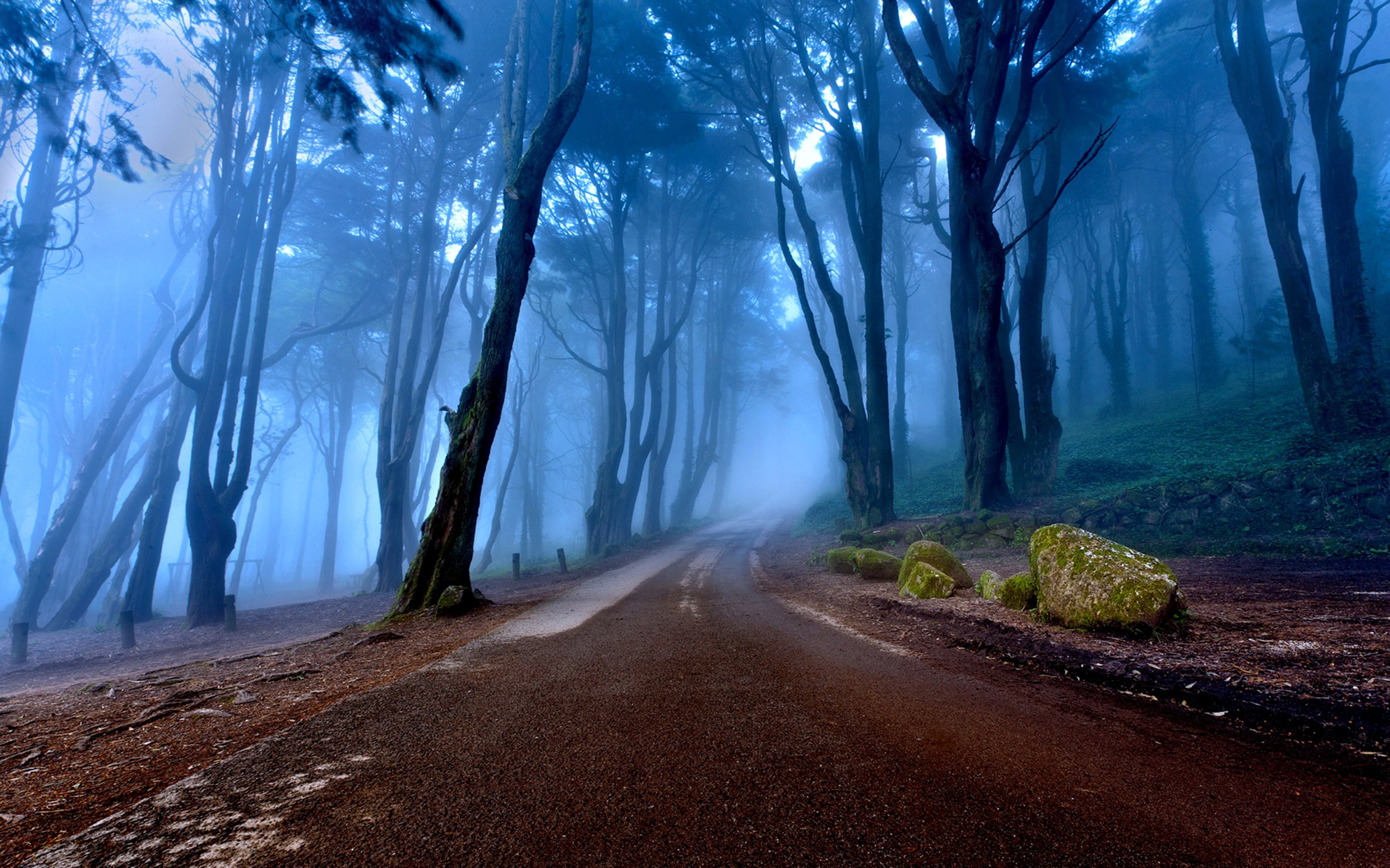 Landscapes Of Portugal Autumn Road Forest With Tall Trees, Mist Rock