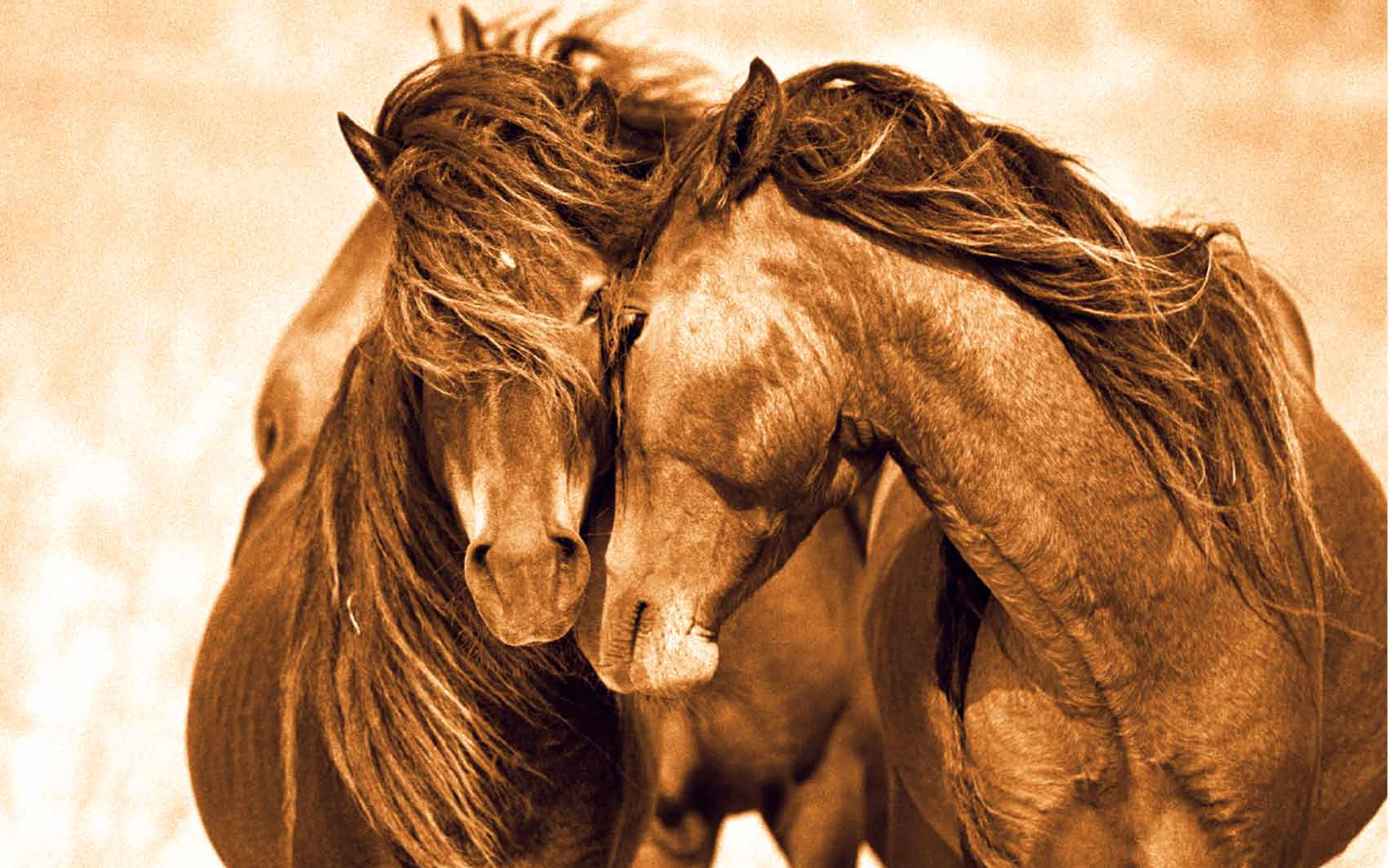 Love Between Two Animals Pass The Red Horse Desktop Wallpaper 5938