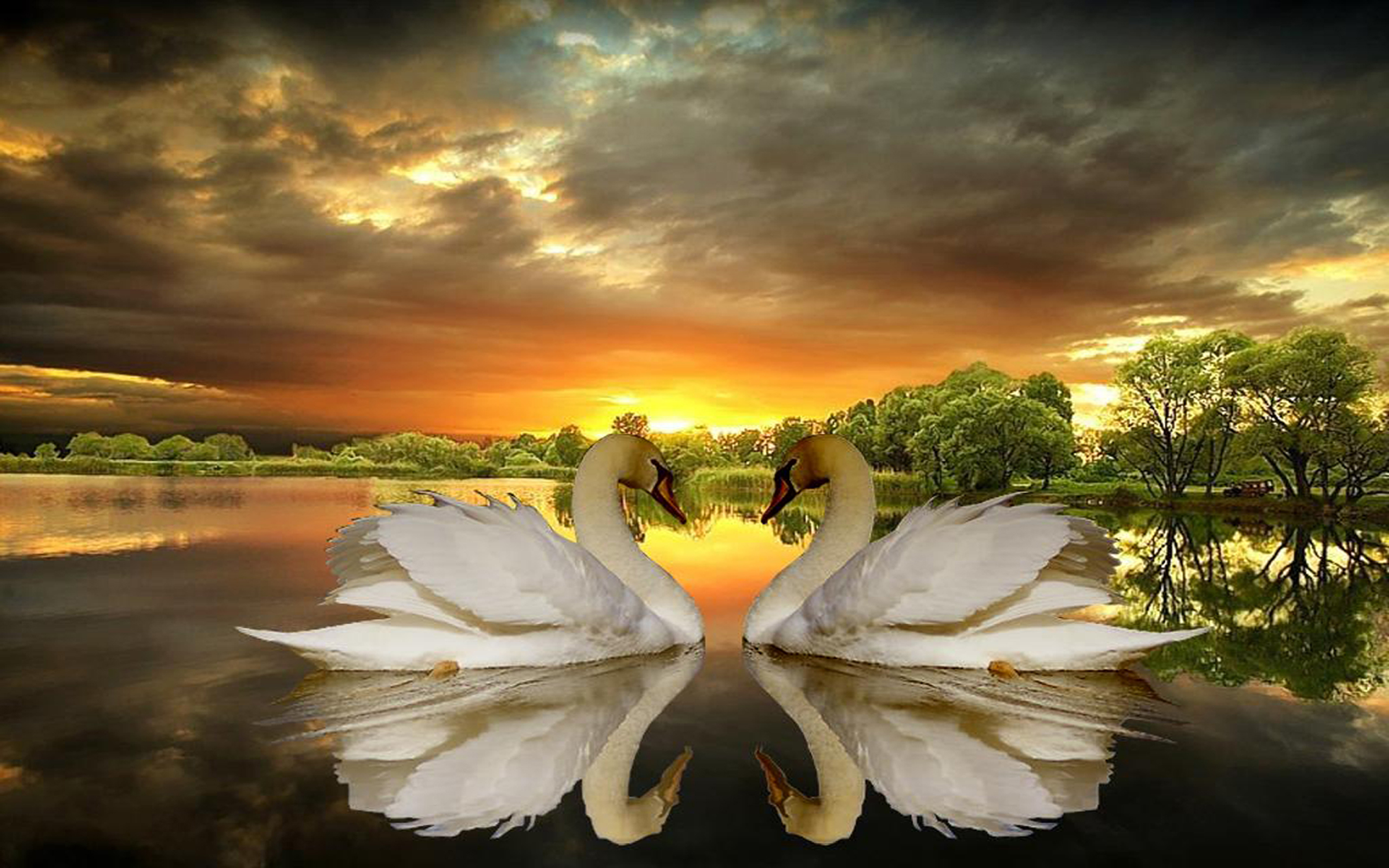 Love Of Swans, Lake, Trees, Dark Clouds, Sunset Desktop Wallpaper Hd