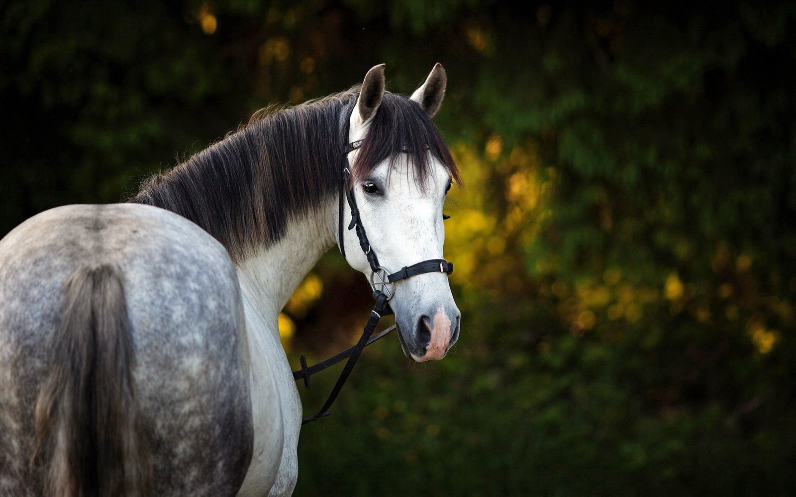 Lovely Gray Horse Desktop Wallpaper Hd : Wallpapers13.com