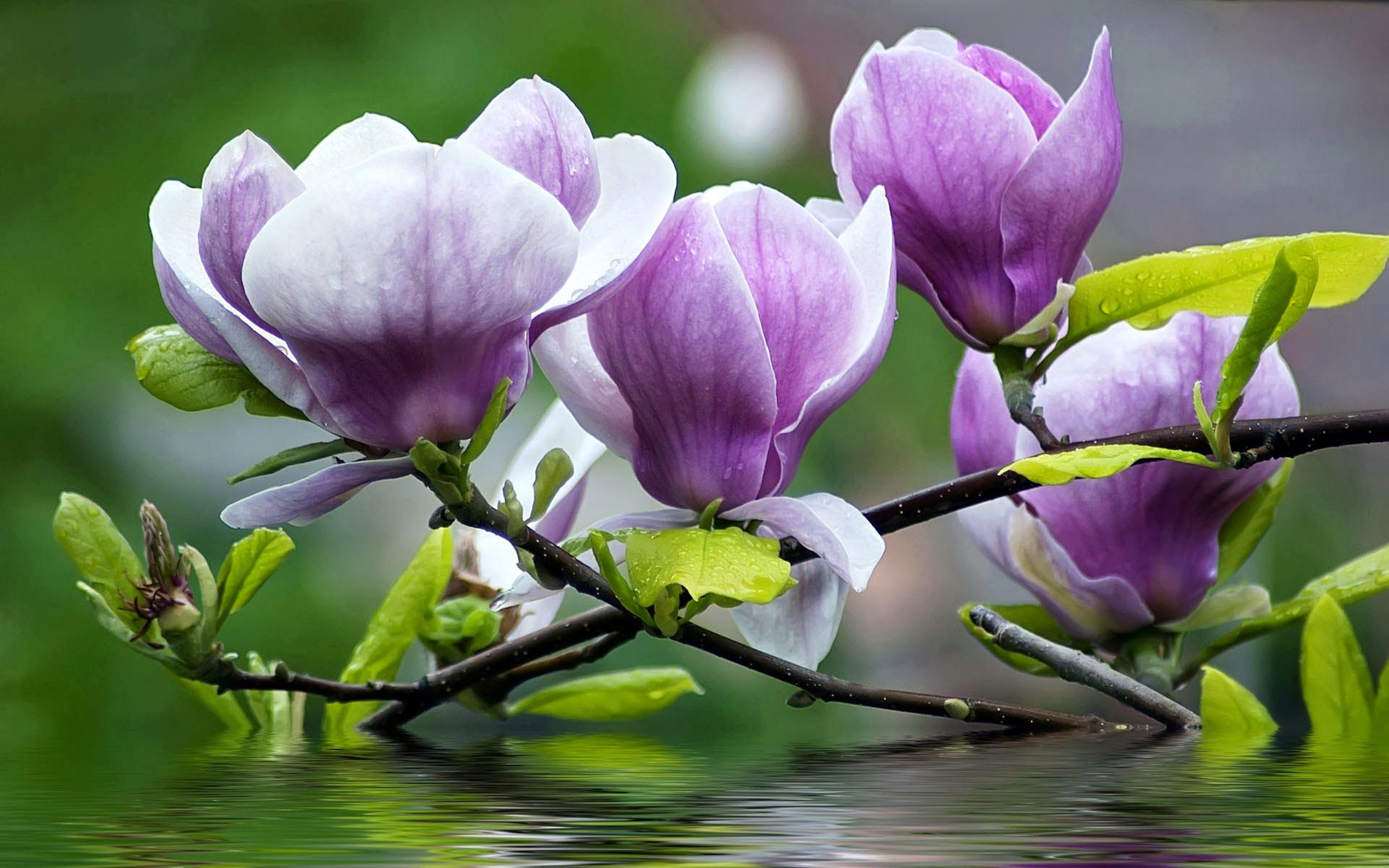 Magnolia Purple Flowers Twigs With Green Leaves Water Desktop Wallpaper Hd For Mobile Phones And