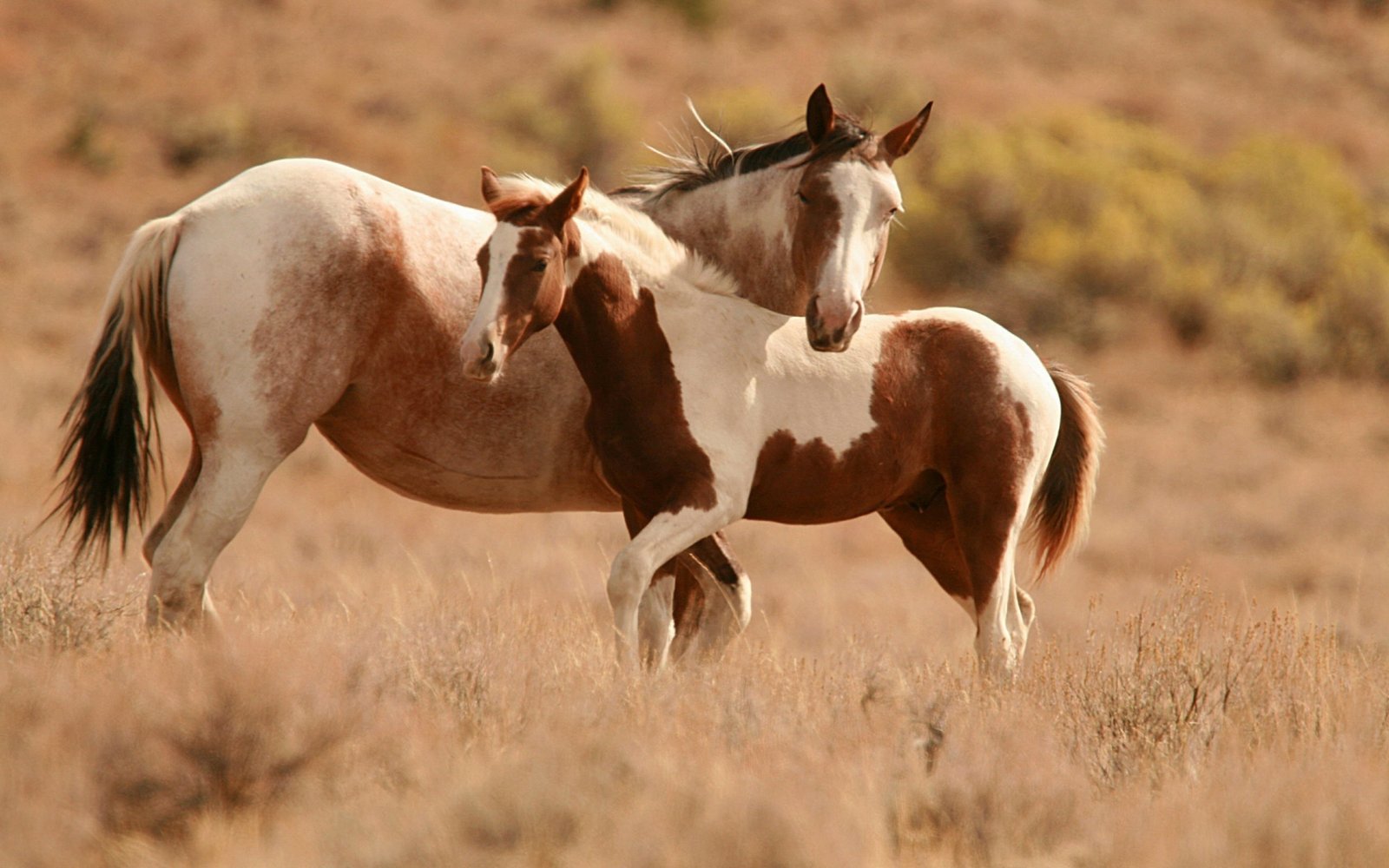 Mare And Foal Streaky Field Dry Grass Wallpaper Hd : Wallpapers13.com