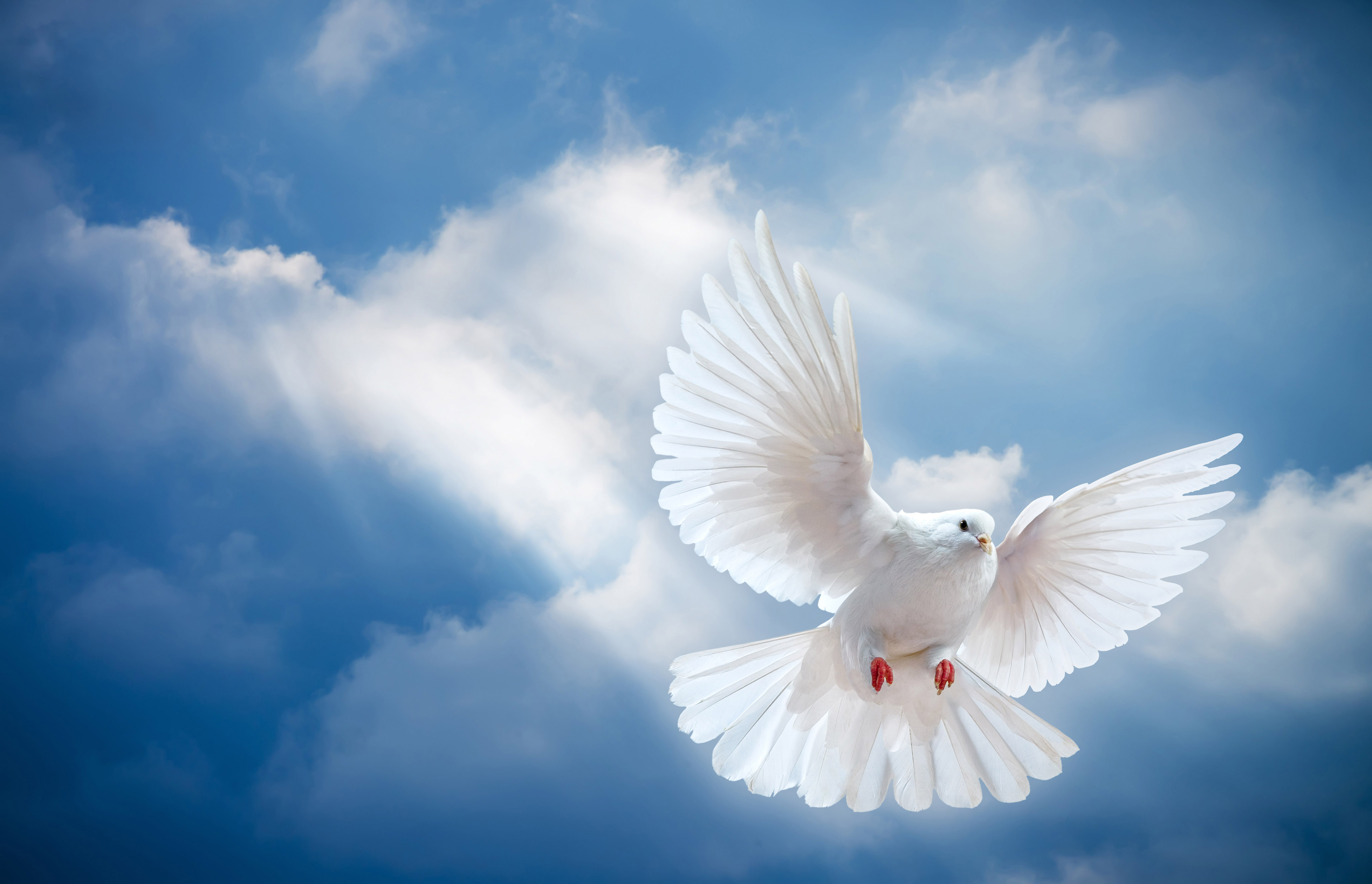 Pigeon White Blue Sky And White Clouds Hd Wallpapers For