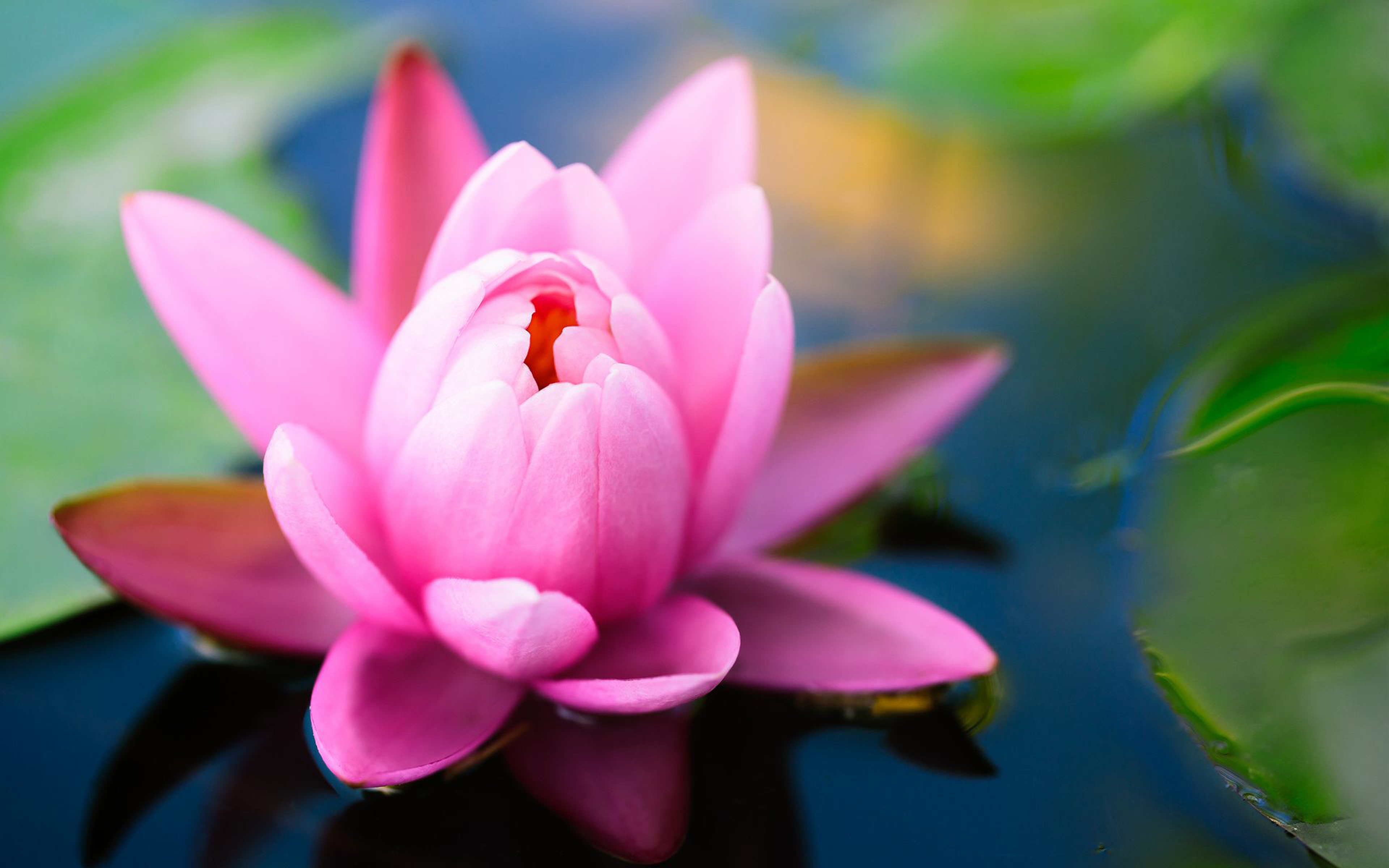 Pink Lotus Flower Green Leaves Water Reflection Desktop Wallpaper Hd