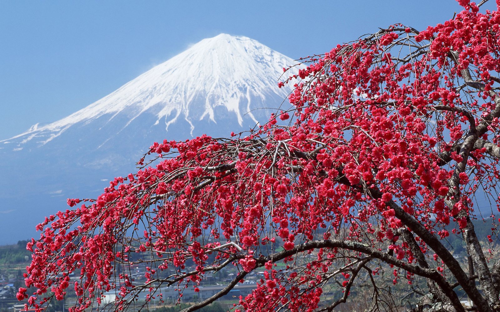 Spring Landscape Mount Fuji Peak Covered With Snow Sakura Blossomed