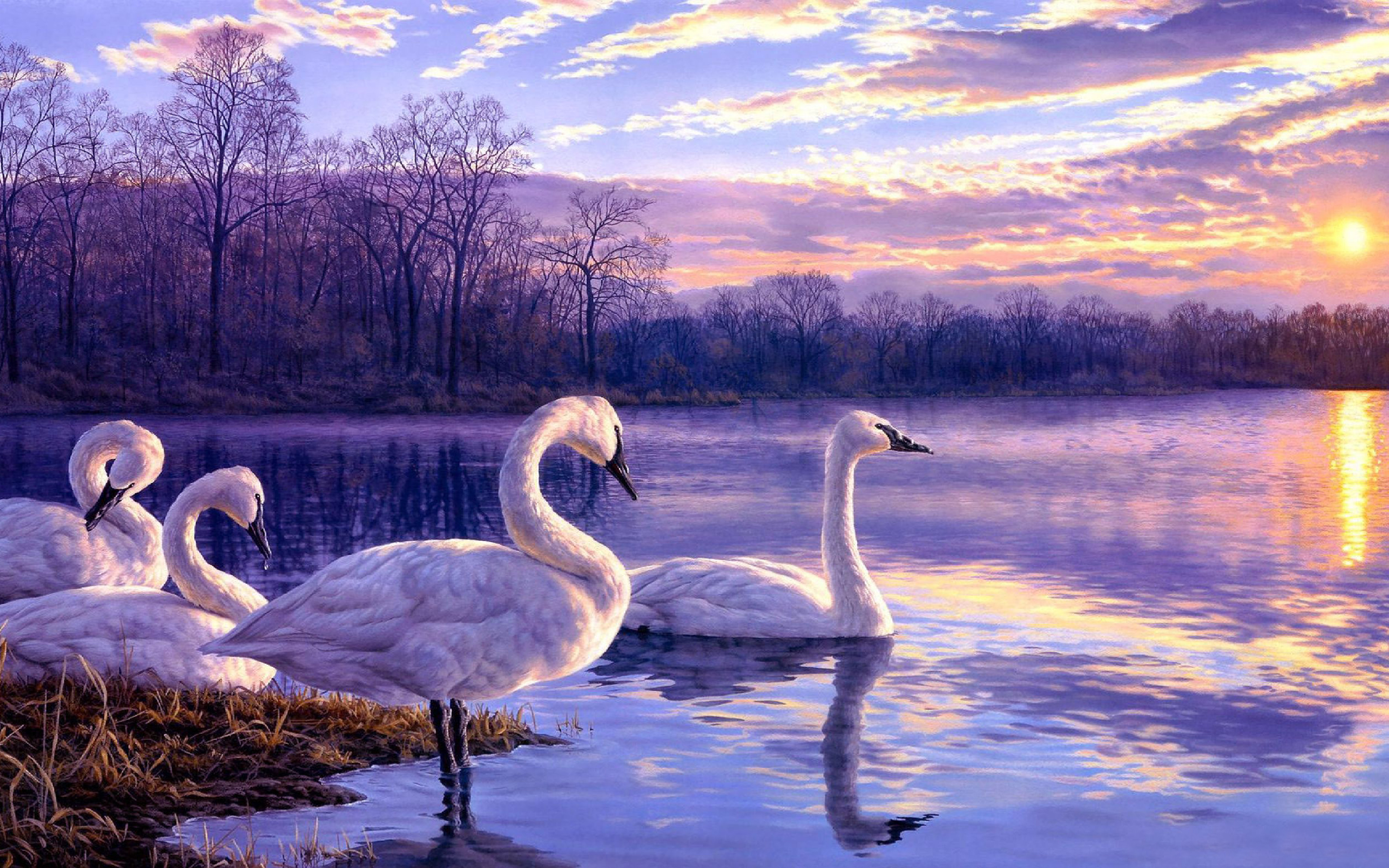 Swans Morning Dawn Lake Vapor Cloud Desktop Wallpaper Hd ...