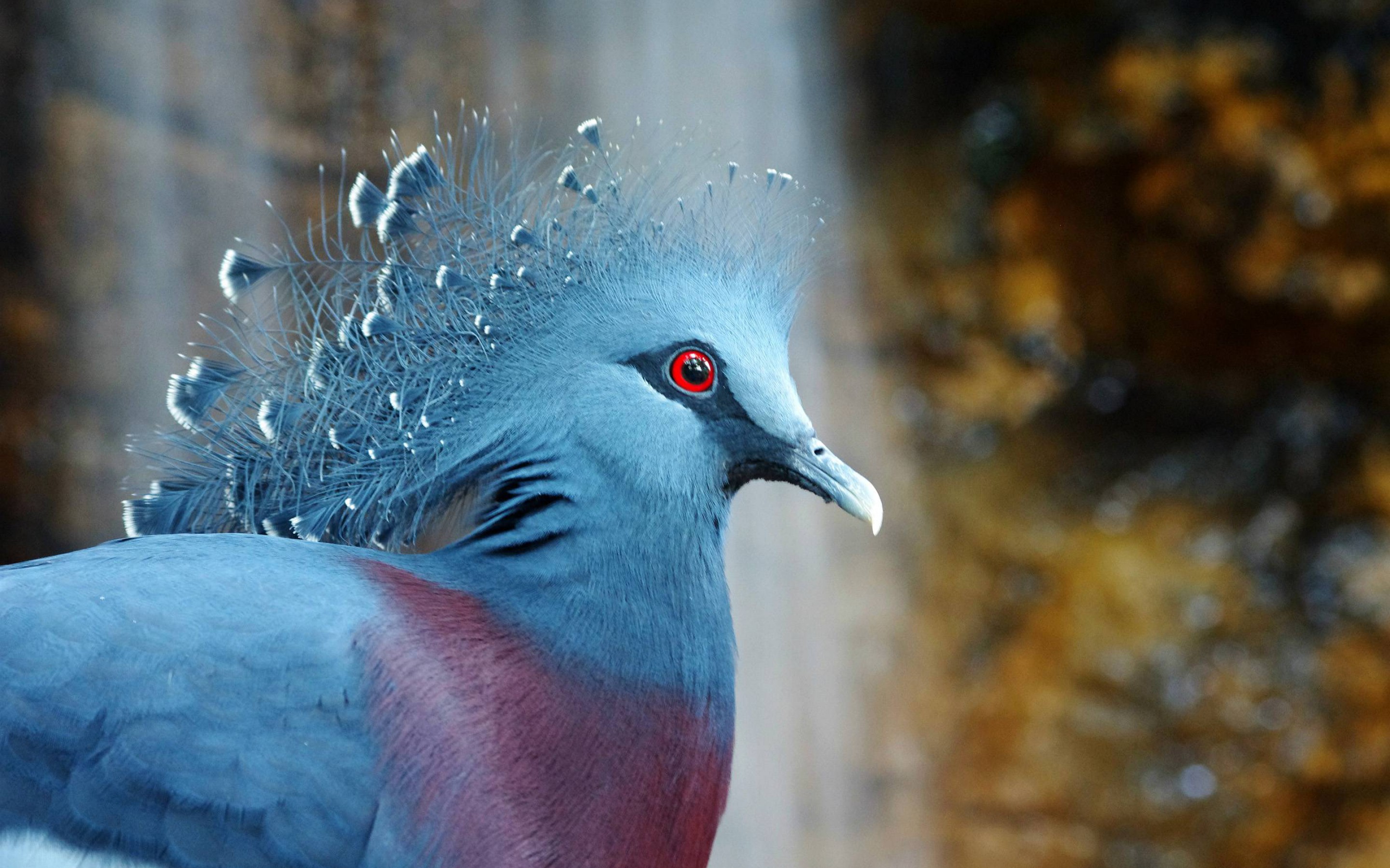 Victoria Crowned Pigeon, Goura Victoria Big Blue Gray Pigeon With