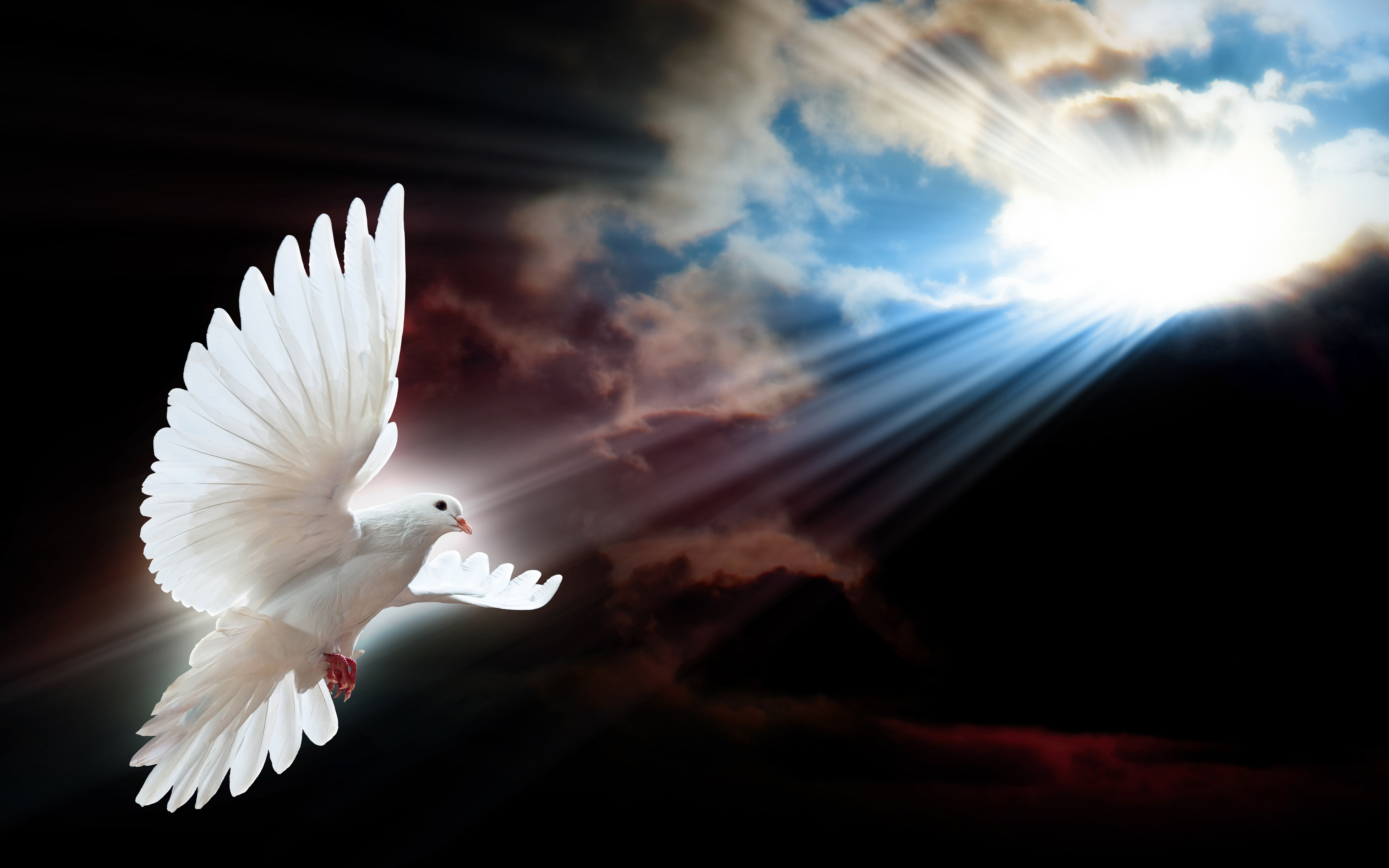 White Dove Symbol Of Freedom Seepage Sochevite Rays