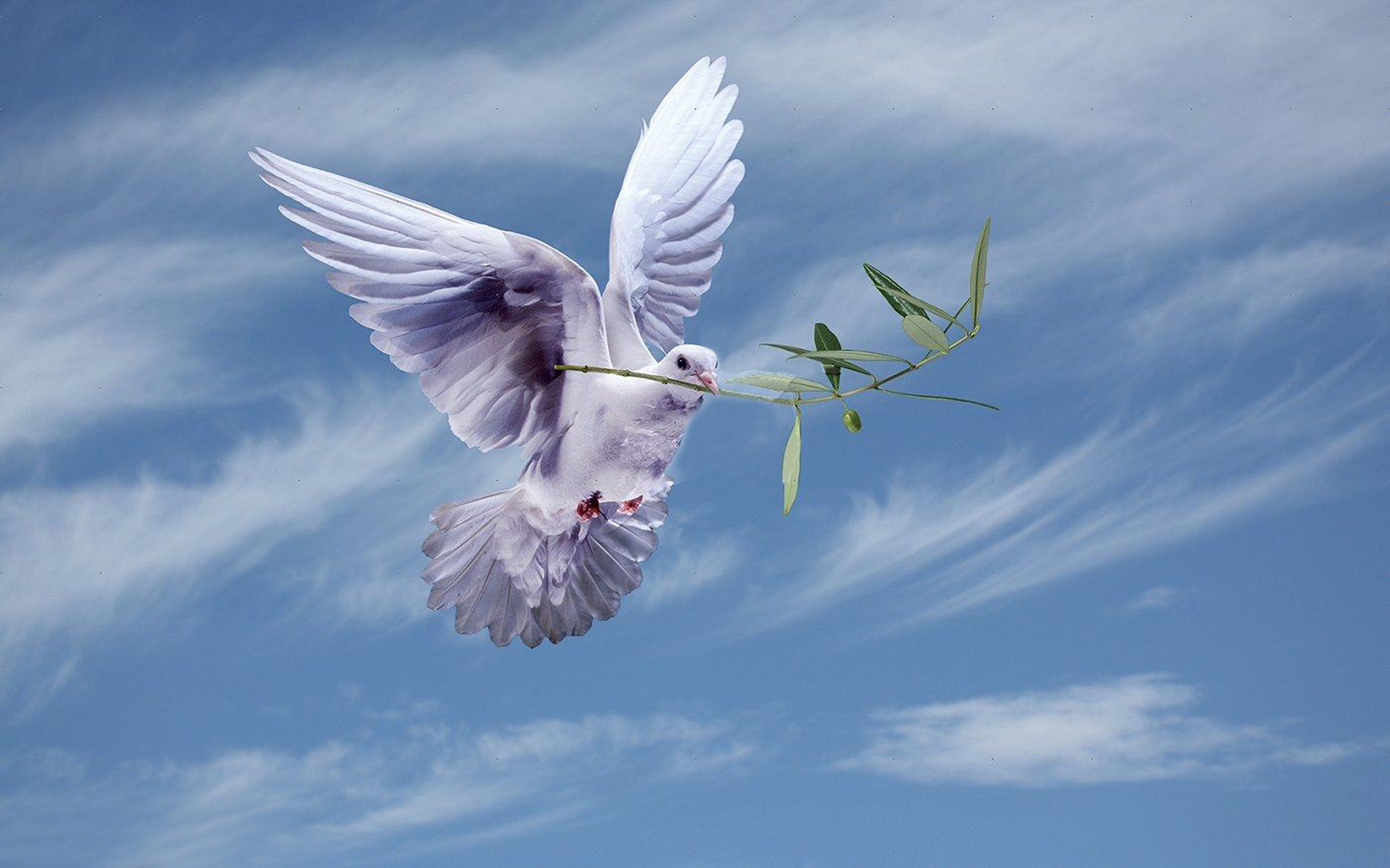 White Dove With An Olive Branch,symbol Of Peace Hd Wallpapers For