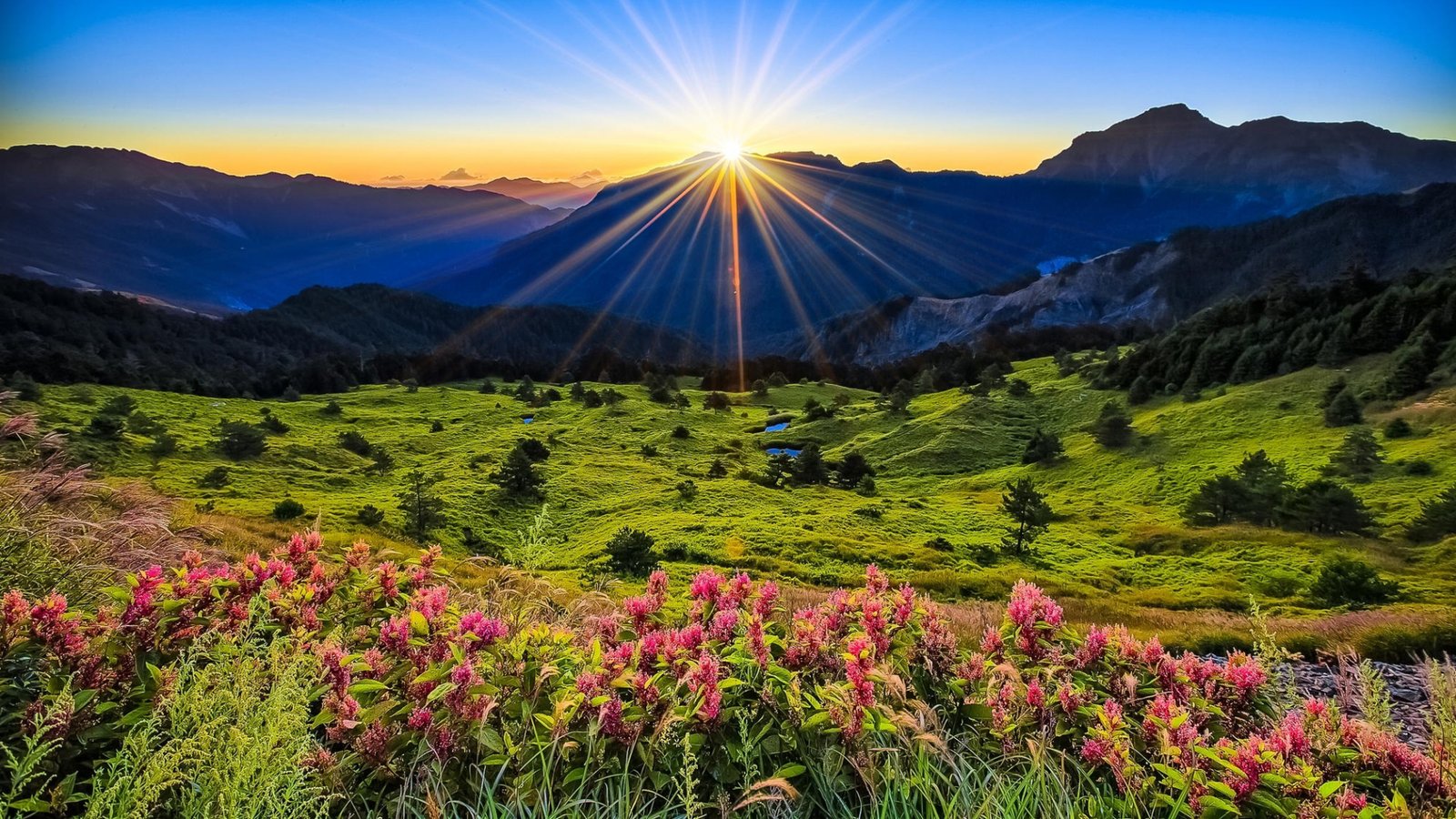 Landscape Nature Pink Flowers Green Grass Meadow With Sun Rays Sunrise