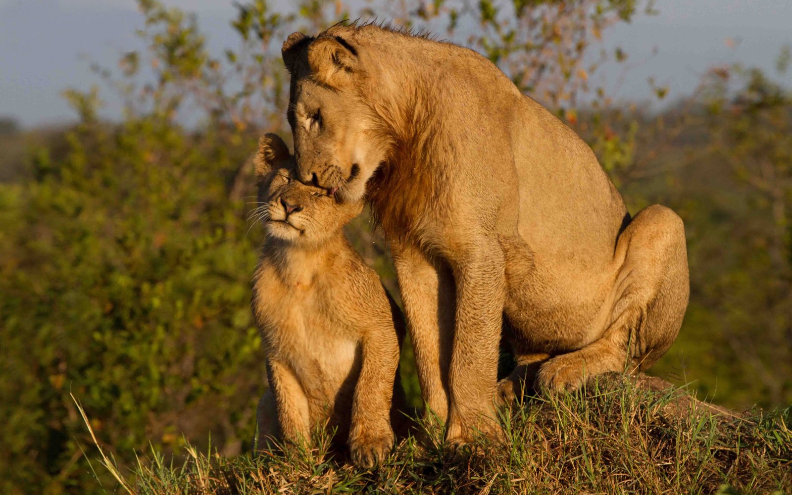 Maternal Love Lioness With Cub Widescreen Free Download : Wallpapers13.com