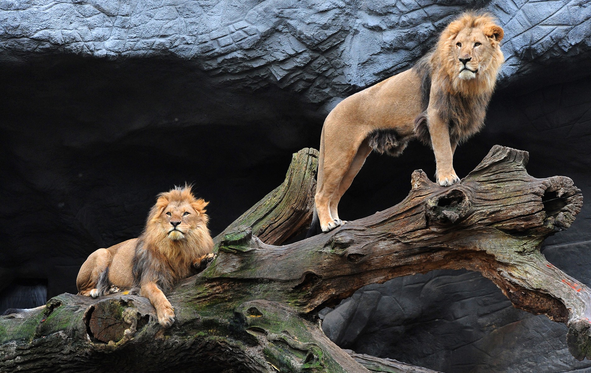 Two Lions To Dry Wood Sunrise First Warm Morning Ray Hd ...