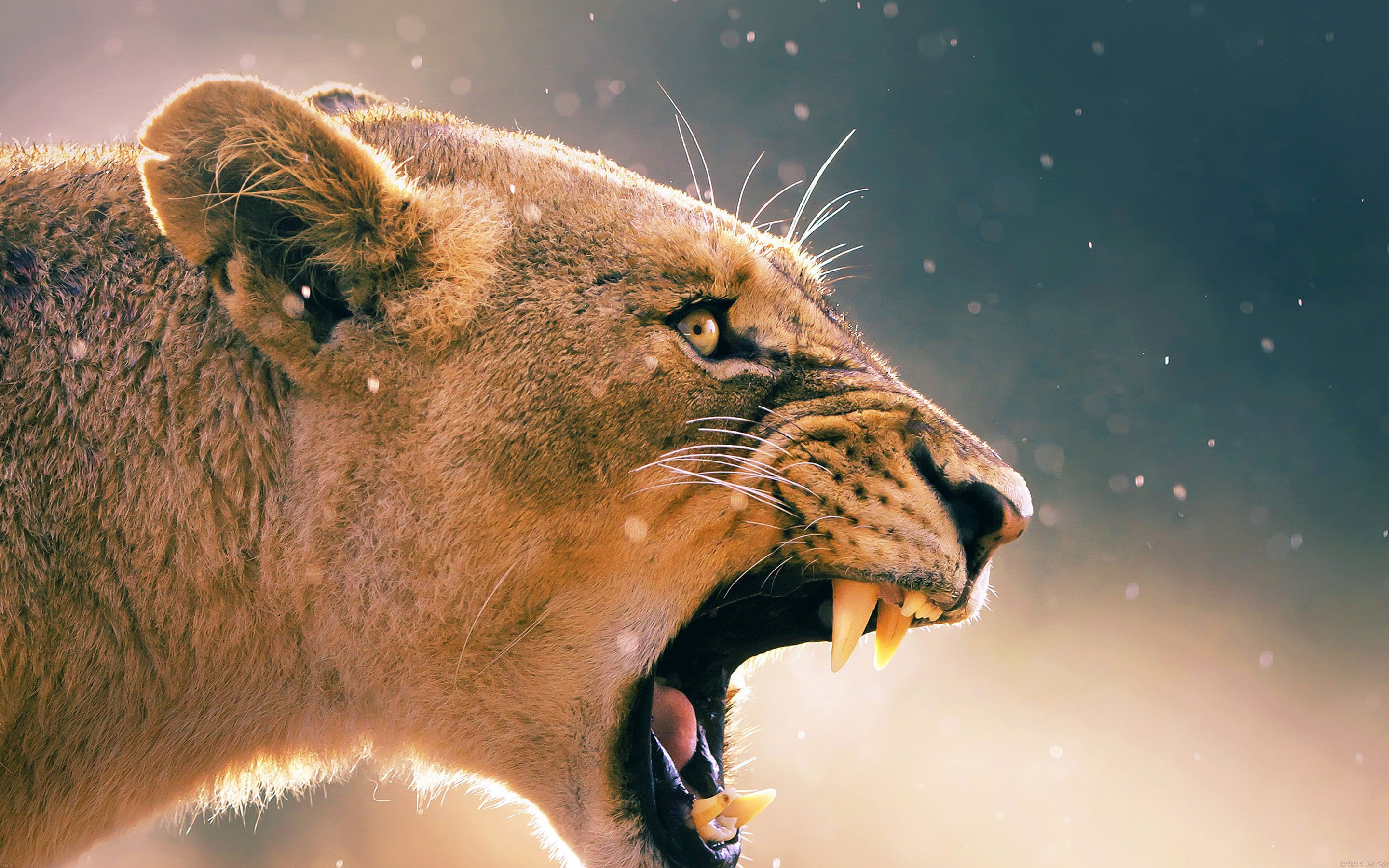Angry Animal Female Lion Hd Desktop Backgrounds Free Download 2880x1800