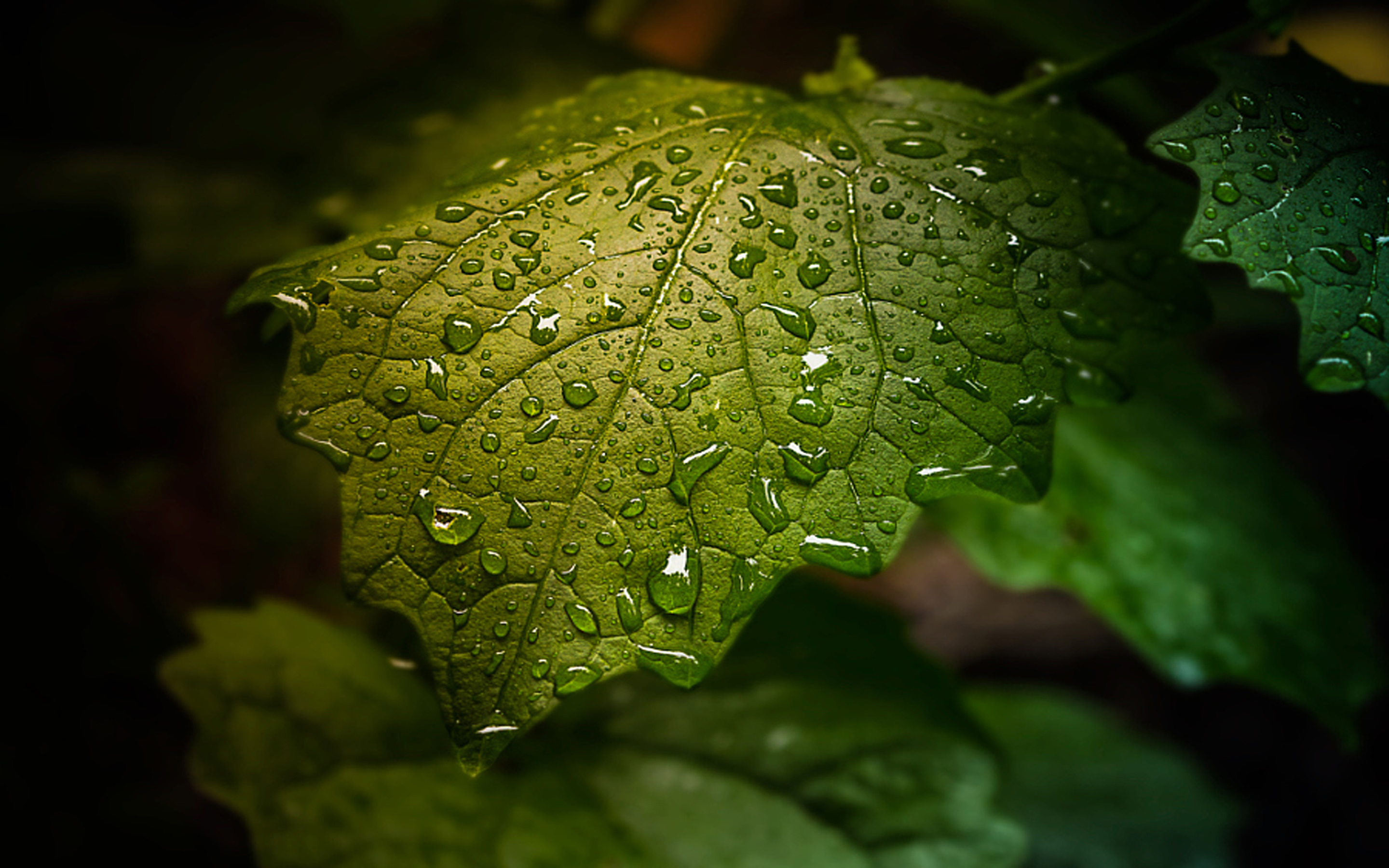 Green leaf with water droplets-full HD Wallpapers ...
