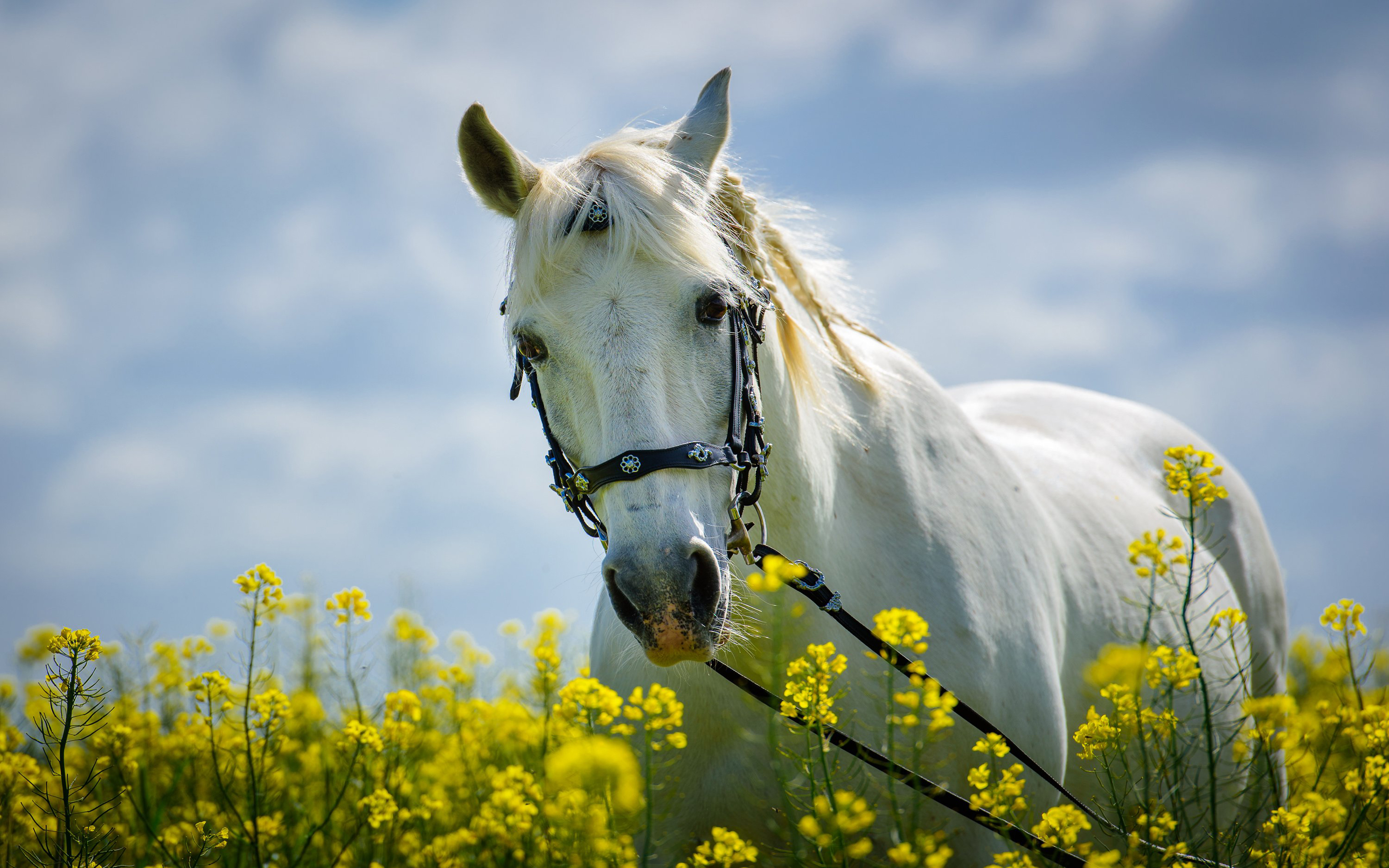 Horse In Field With Yellow Flowers Meadow Desktop Hd Wallpaper ...