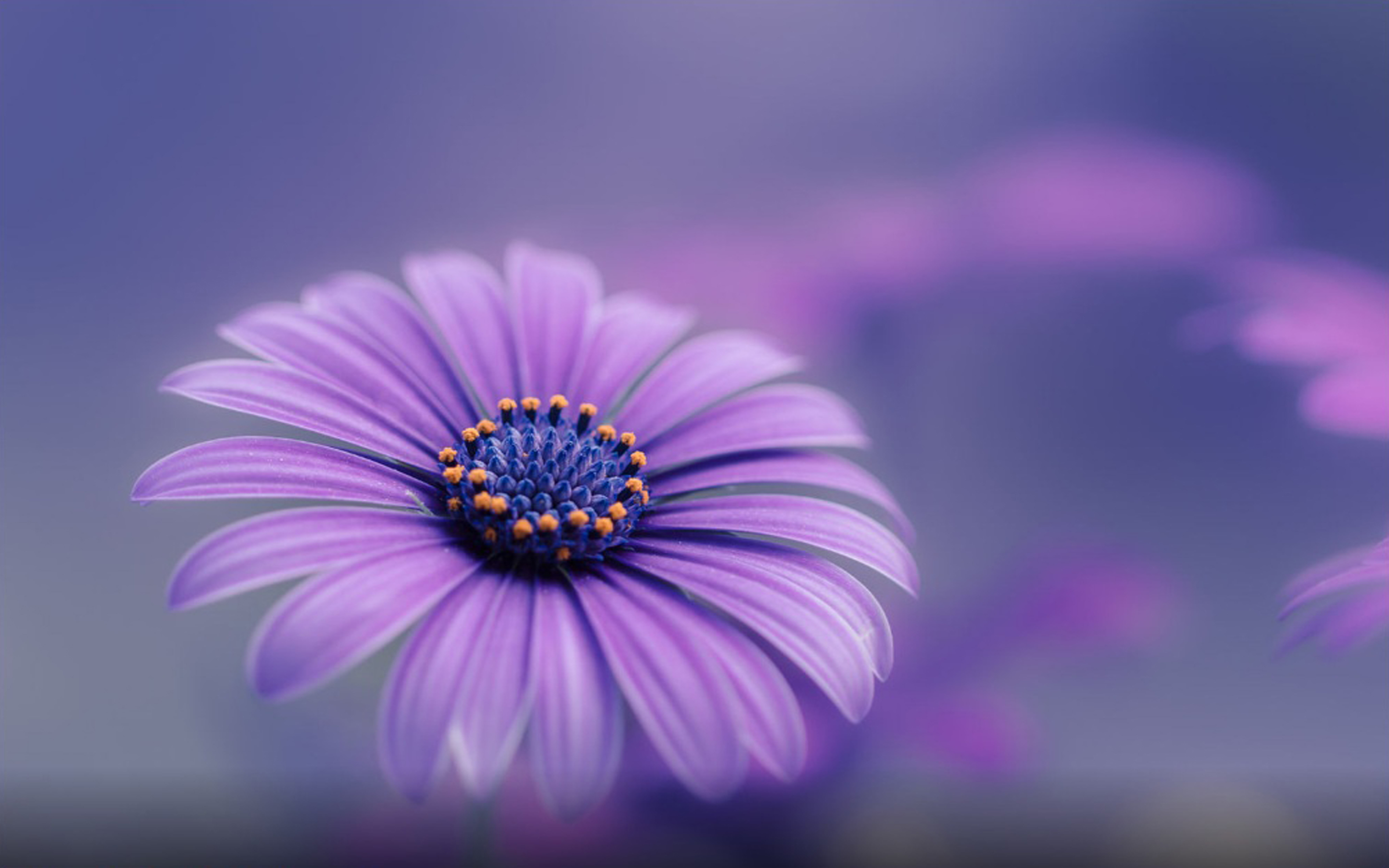 Purple Blue Flower Hd Wallpapers For Mobile Phones And Computers