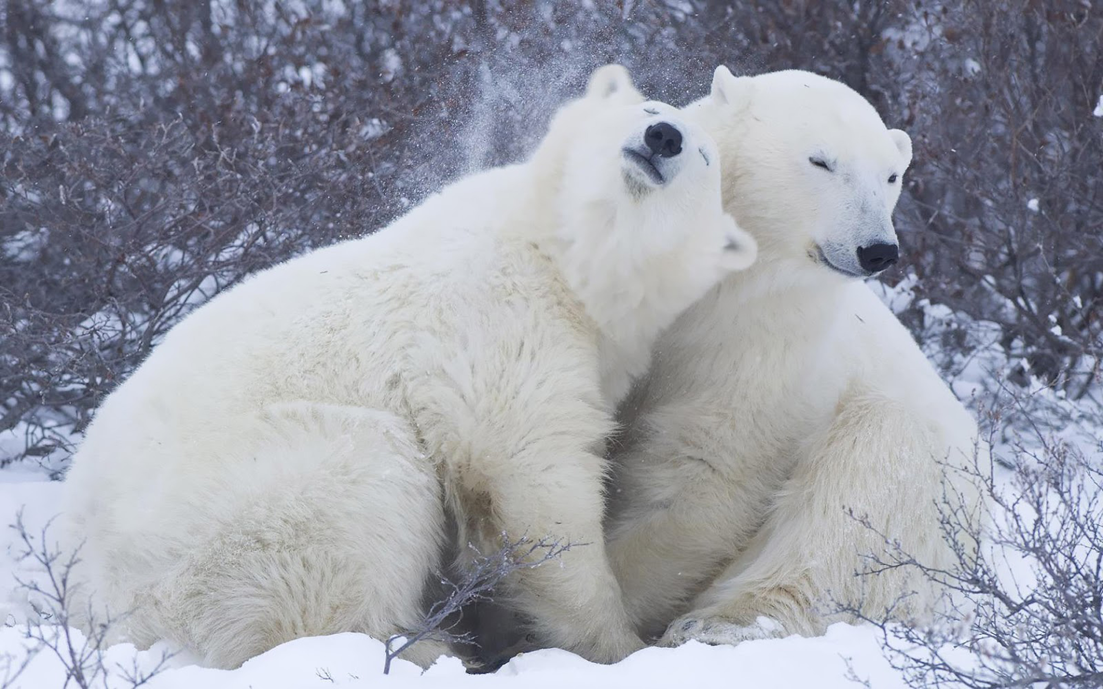 Animals Lying Around Two Polar Bears Desktop Hd Wallpaper 3840x2400