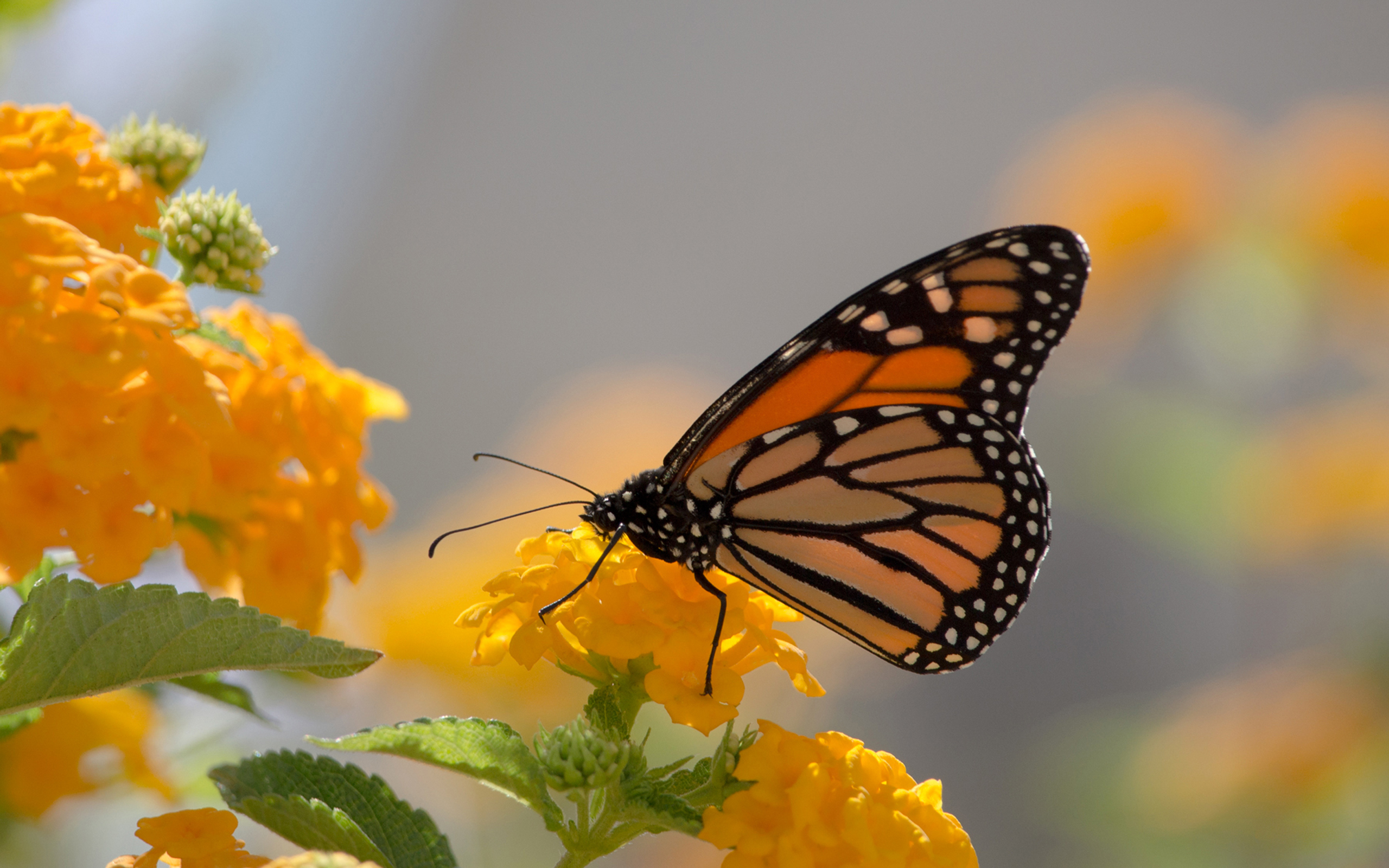 Monarch Butterfly And Yellow Lanthana Desktop Wallpaper Full Screen