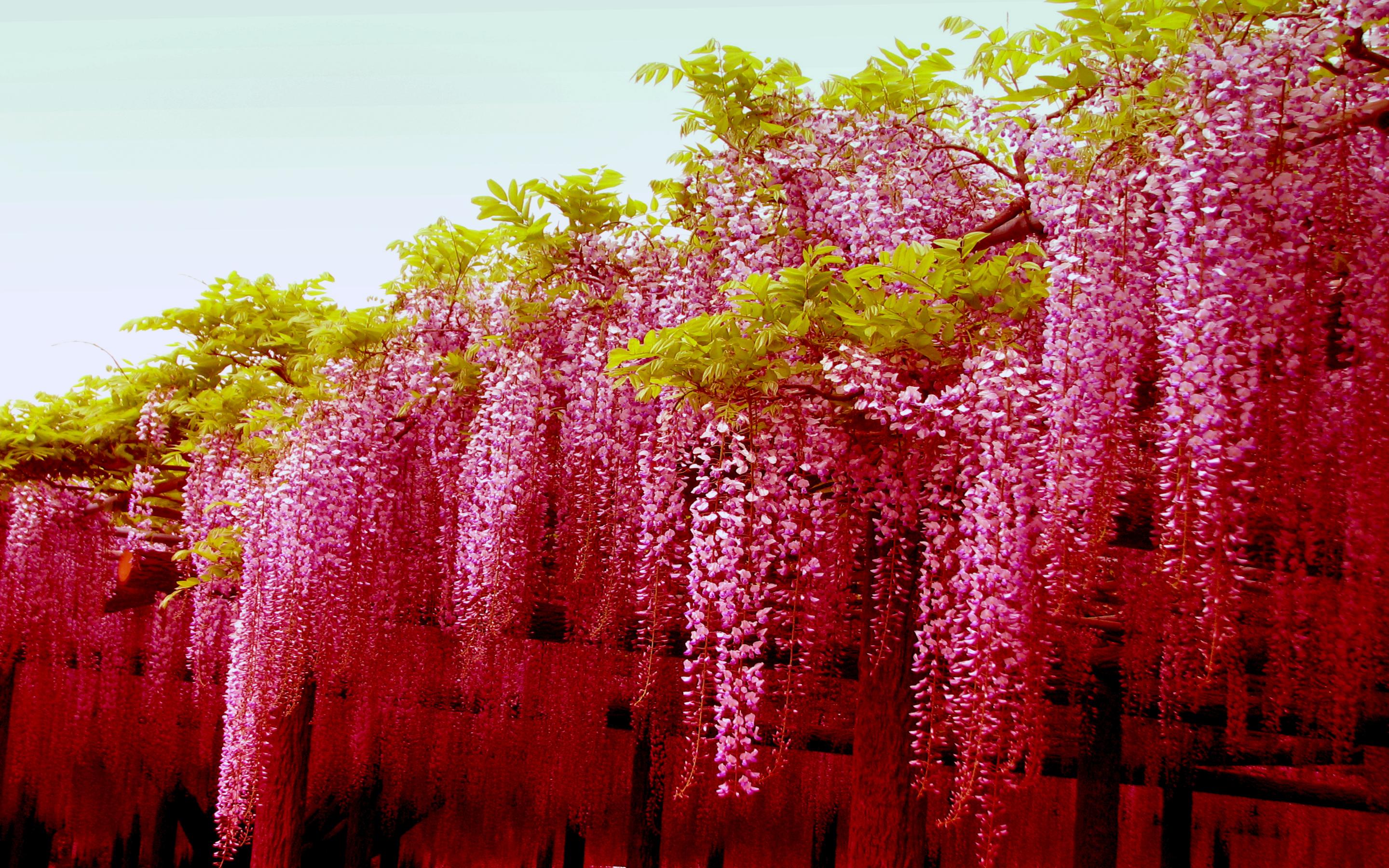 Pink Wisteria Tree Blossoms Desktop Hd Wallpapers For Mobile Phones And