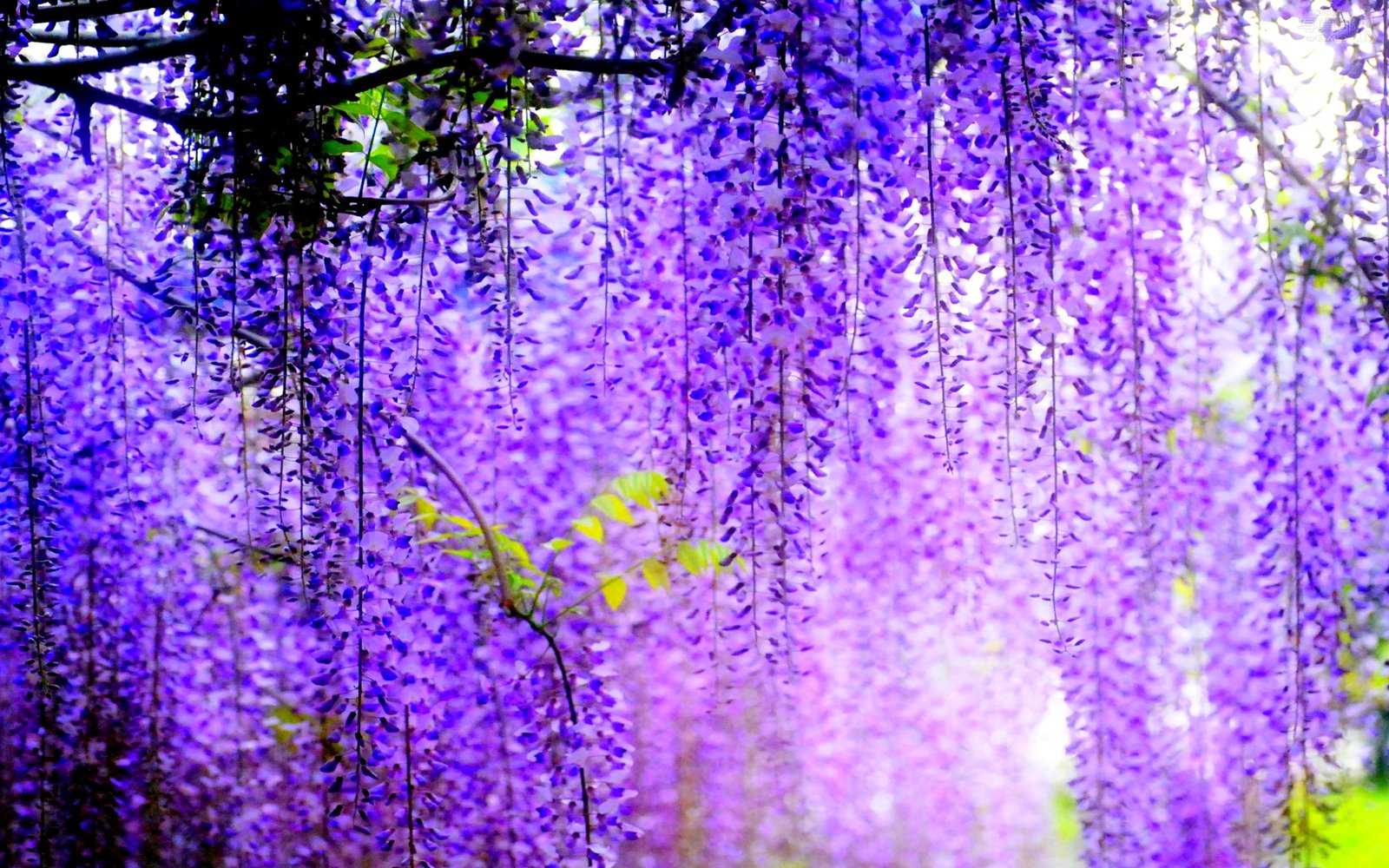 Purple Wisteria Hd Wallpapers For Desktop 1920x1200 : Wallpapers13.com