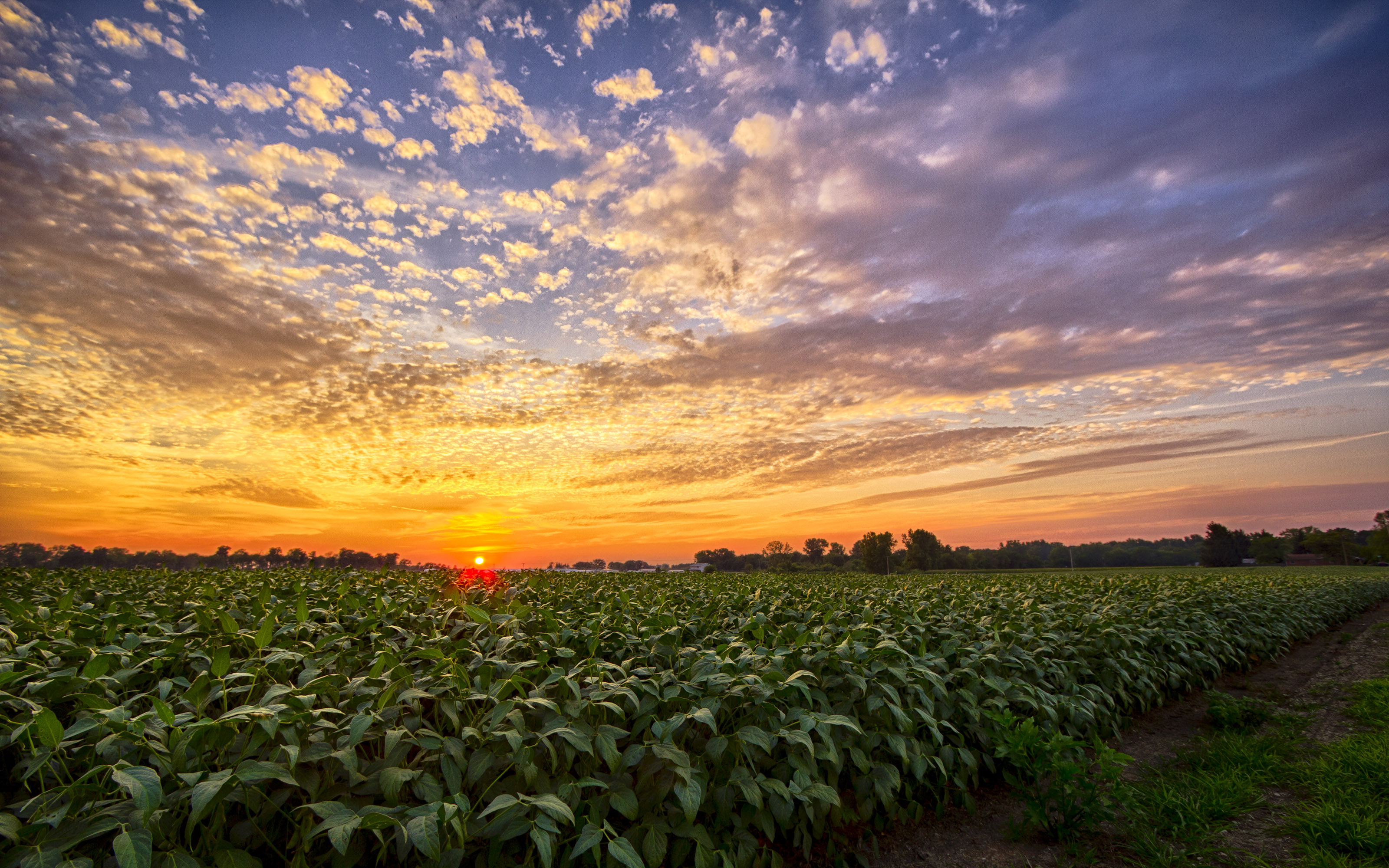 Sunset In Indiana Bean Field South Of Milford, Indiana Hd Desktop