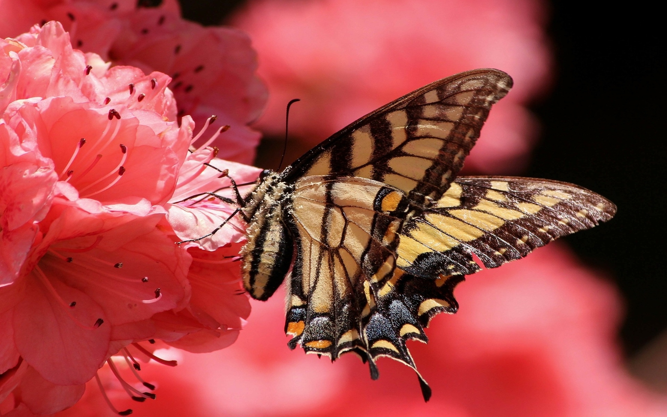 Swallowtail Butterfly Pink Flower Petals, Close Up Full Hd Wallpapers
