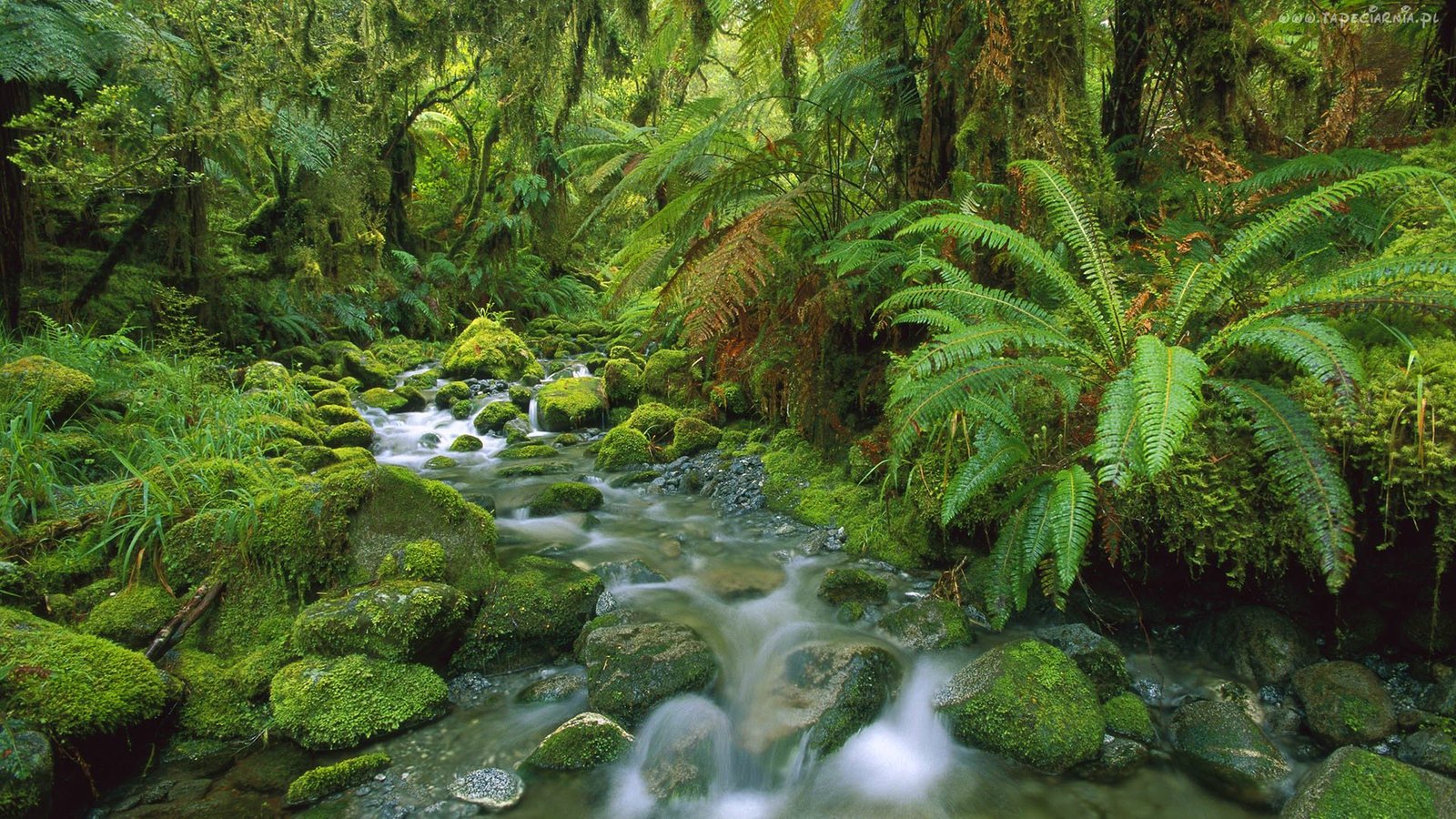 Tropical Green Hd Wallpaper Jungle Flow Thick Green Vegetation, Fern