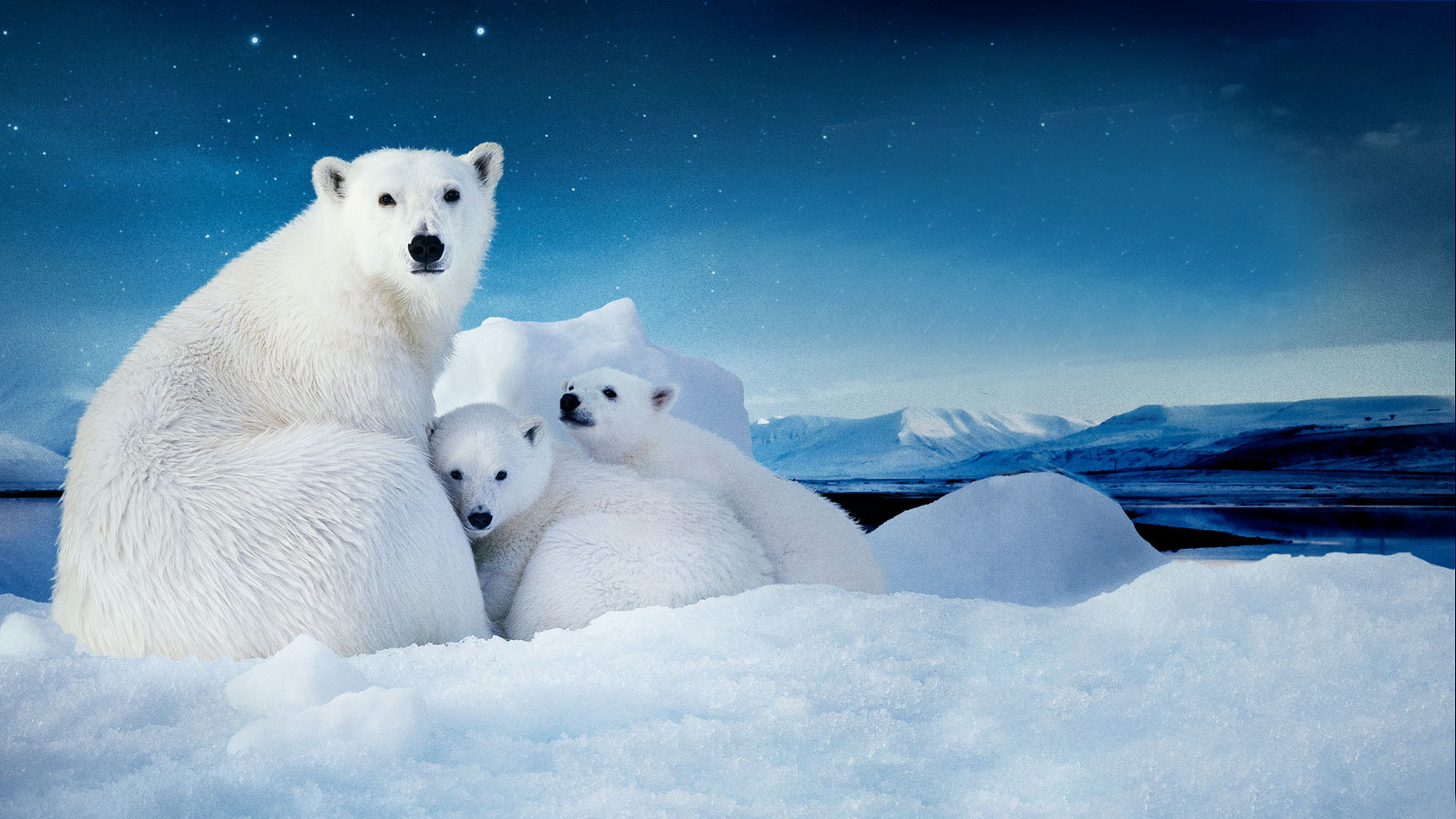 White Polar Bear With Two Cubs Small Desktop Wallpaper Download Free ...