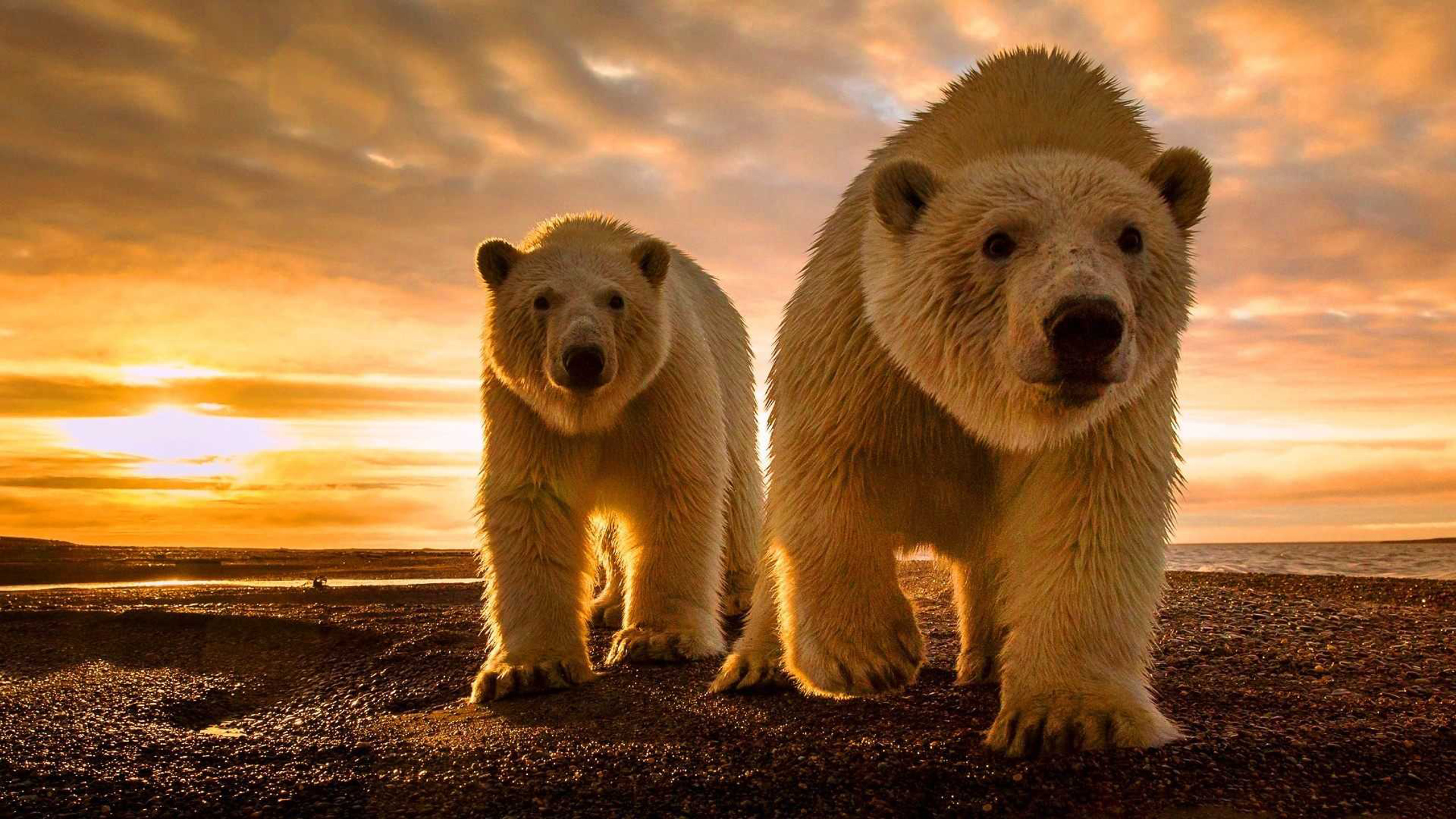 White Polar Bears