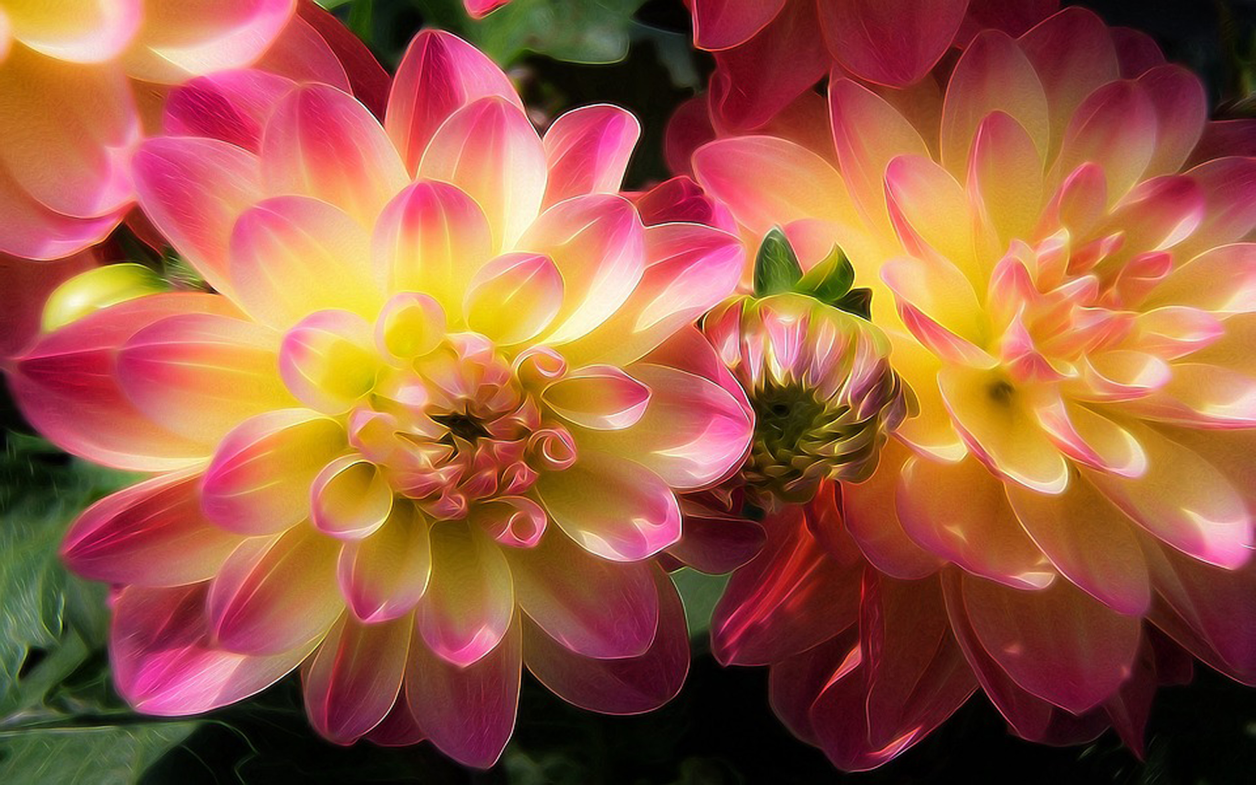Dahlia Flowers With Yellow And Pink Wallpaper For Pc Tablet And Mobile