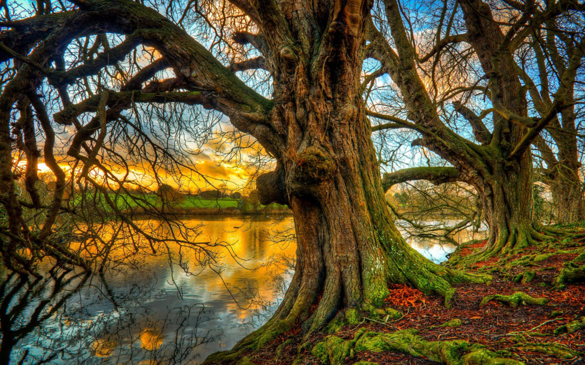 Old Trees Nature River Coast Roots Moss Sunset Sky Clouds Colorful