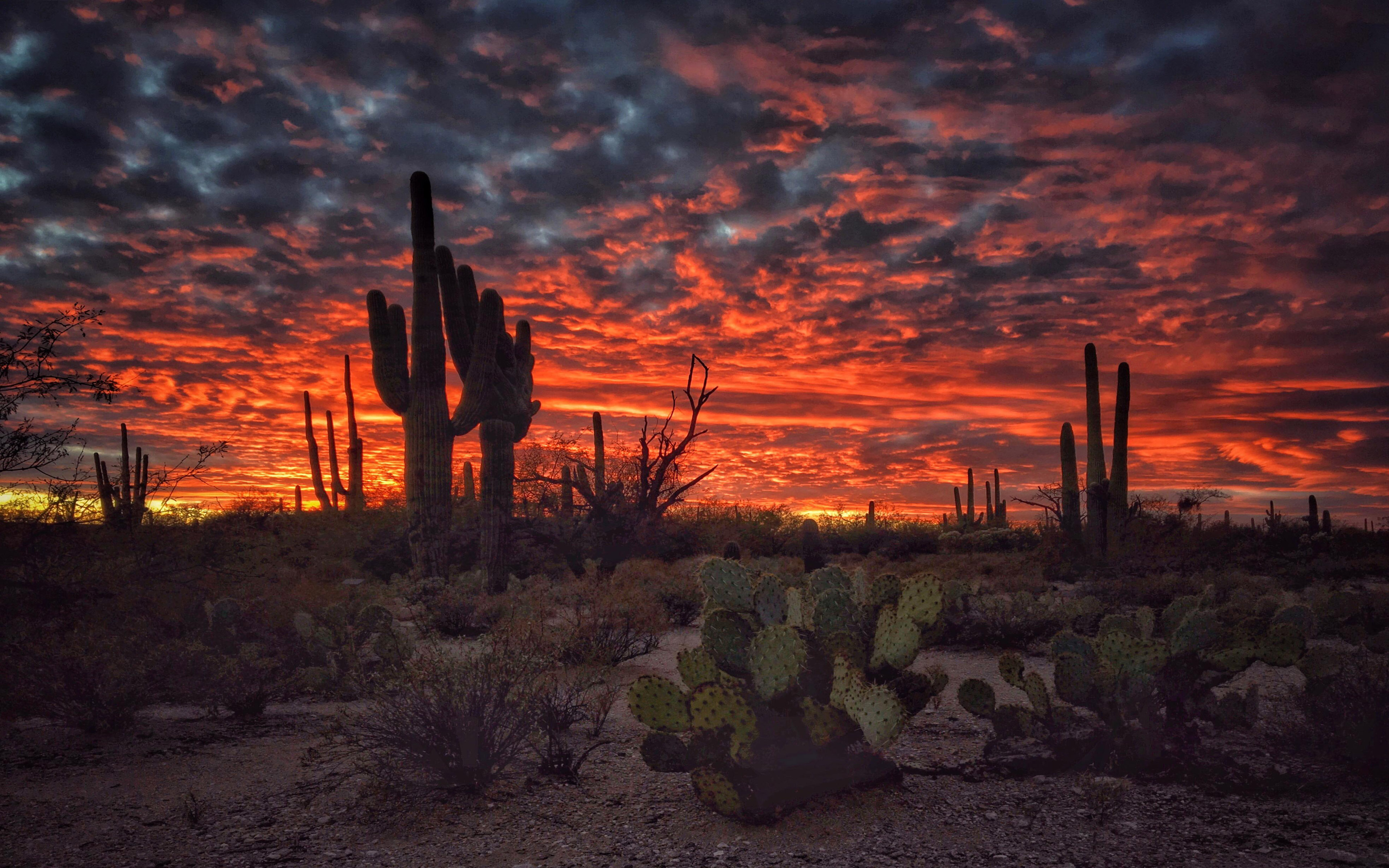 Tucson Arizona Sunset Flaming Sky Desert Landscape With Cactus Desktop