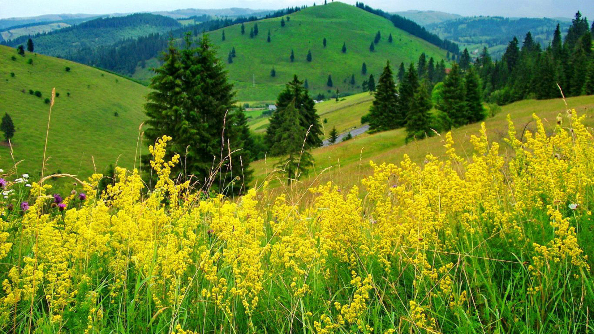 Yellow Mountain Flowers Hills Green Grass Forest With Christmas Trees