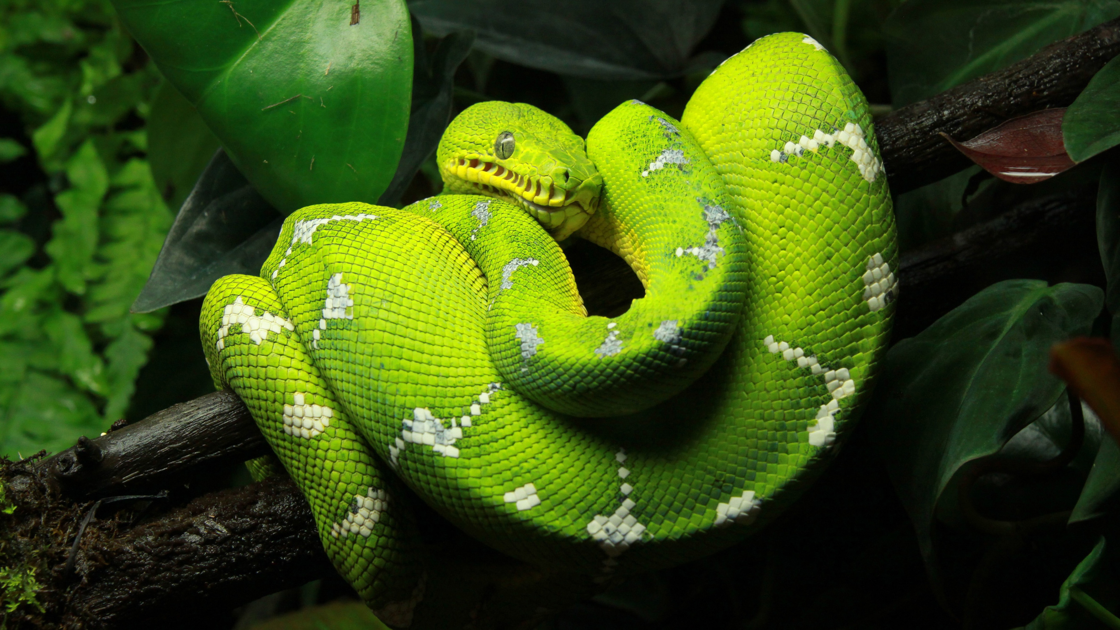 Snake Green Tree Python Animal Reptiles Hd Photo 3840x2160