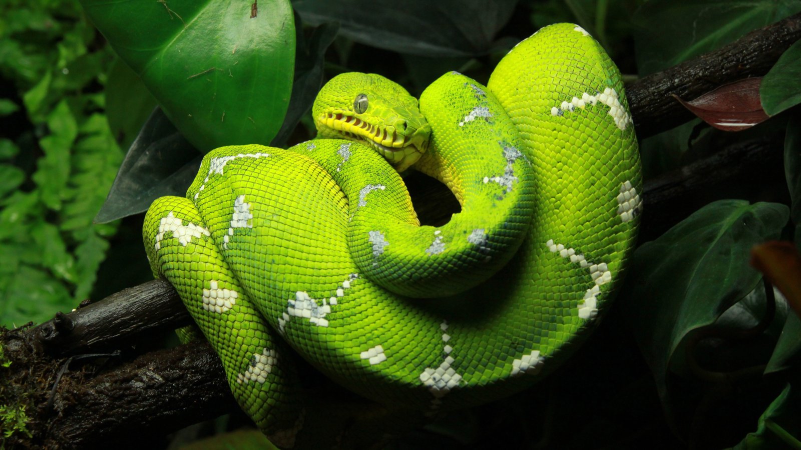 Snake Green Tree Python Animal Reptiles Hd Photo 3840x2160