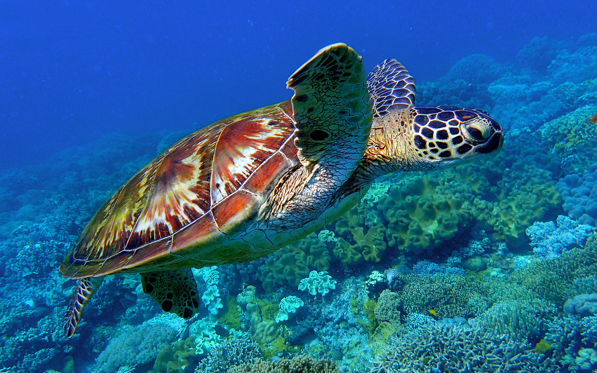 Green Sea Turtle From Pacific Scientific Name Chelonia Mydas Apo Island