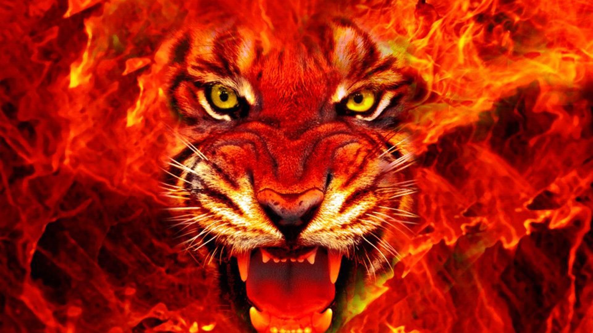 Animal Tiger Face Fire 4k Ultra Hd Wallpapers For Desktop ...
