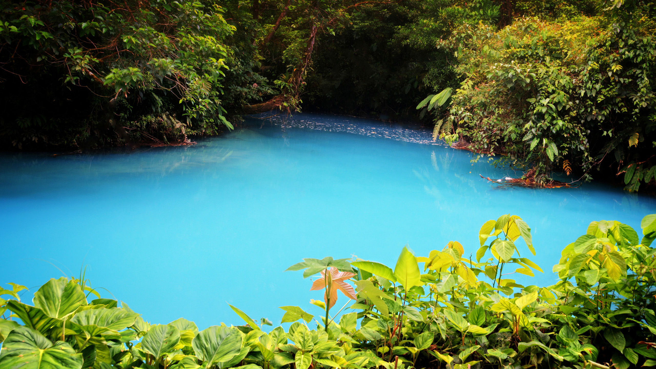 Celeste River With Turquoise Blue Water Is A River In Tenorio Volcano