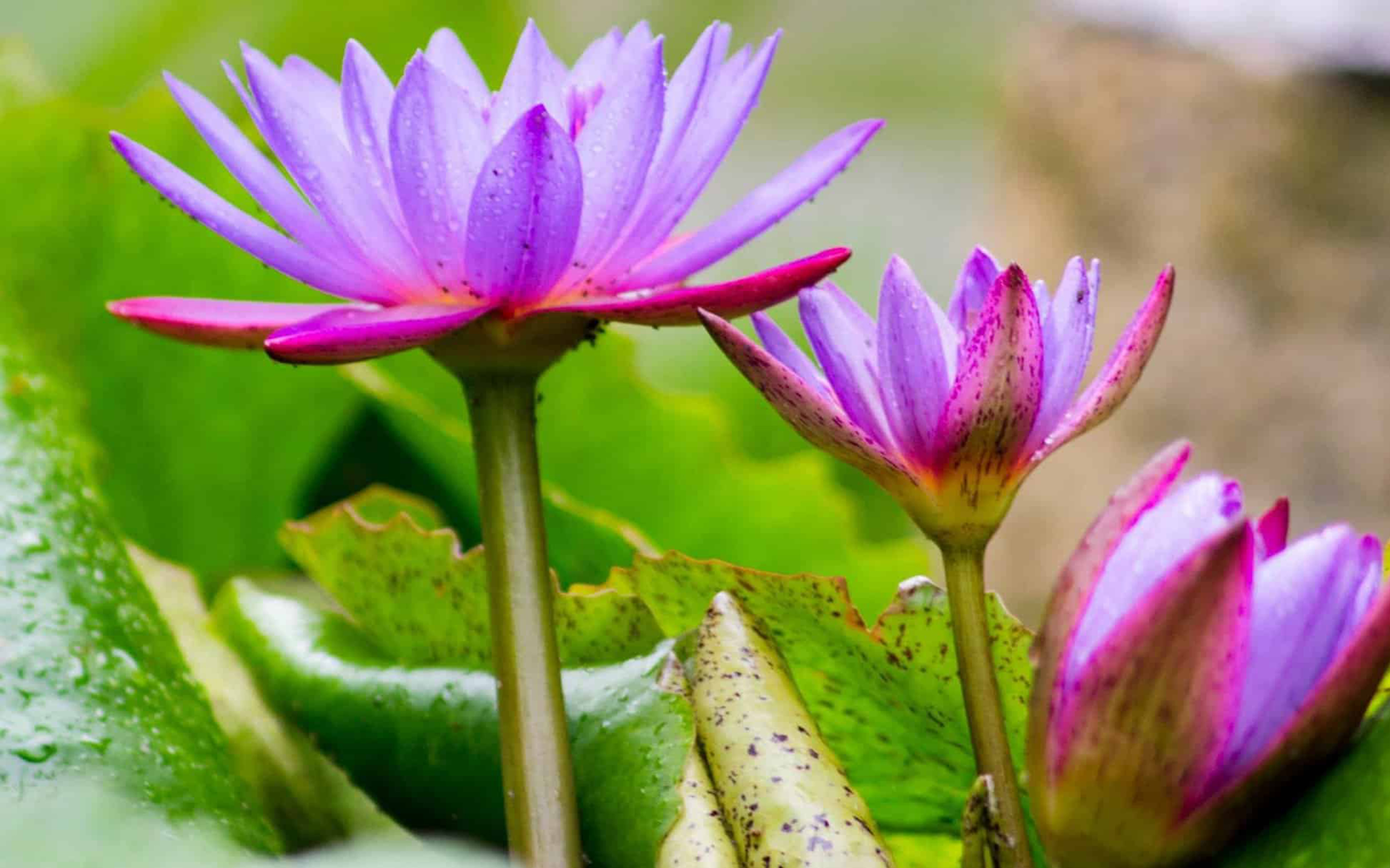 Lotus Flower With Bright Purple Color Flora Waterlily Leaf Wildflower