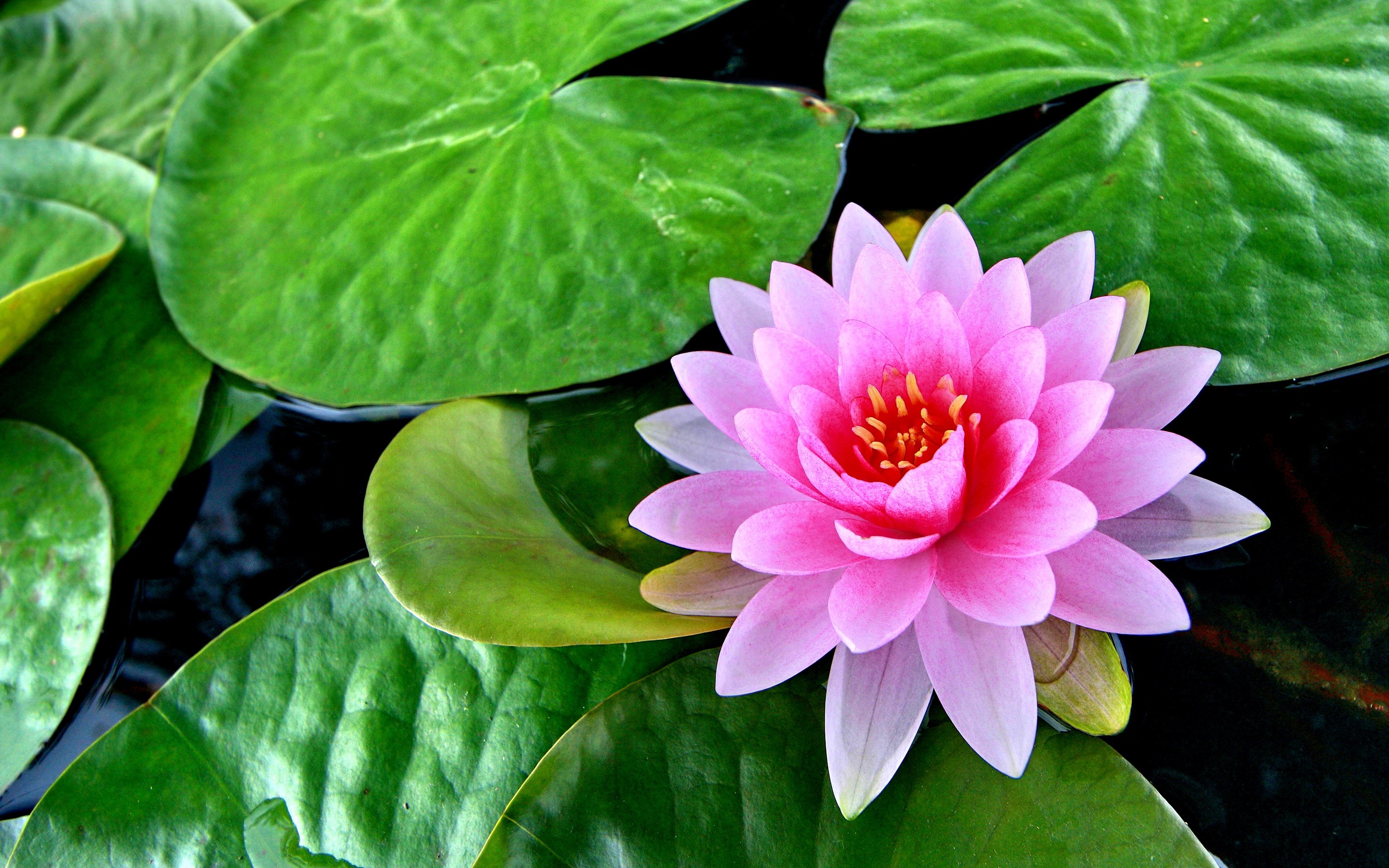 lotus flower pink leaves pond resolution 2880 1800 wallpapers13 desktop ipad